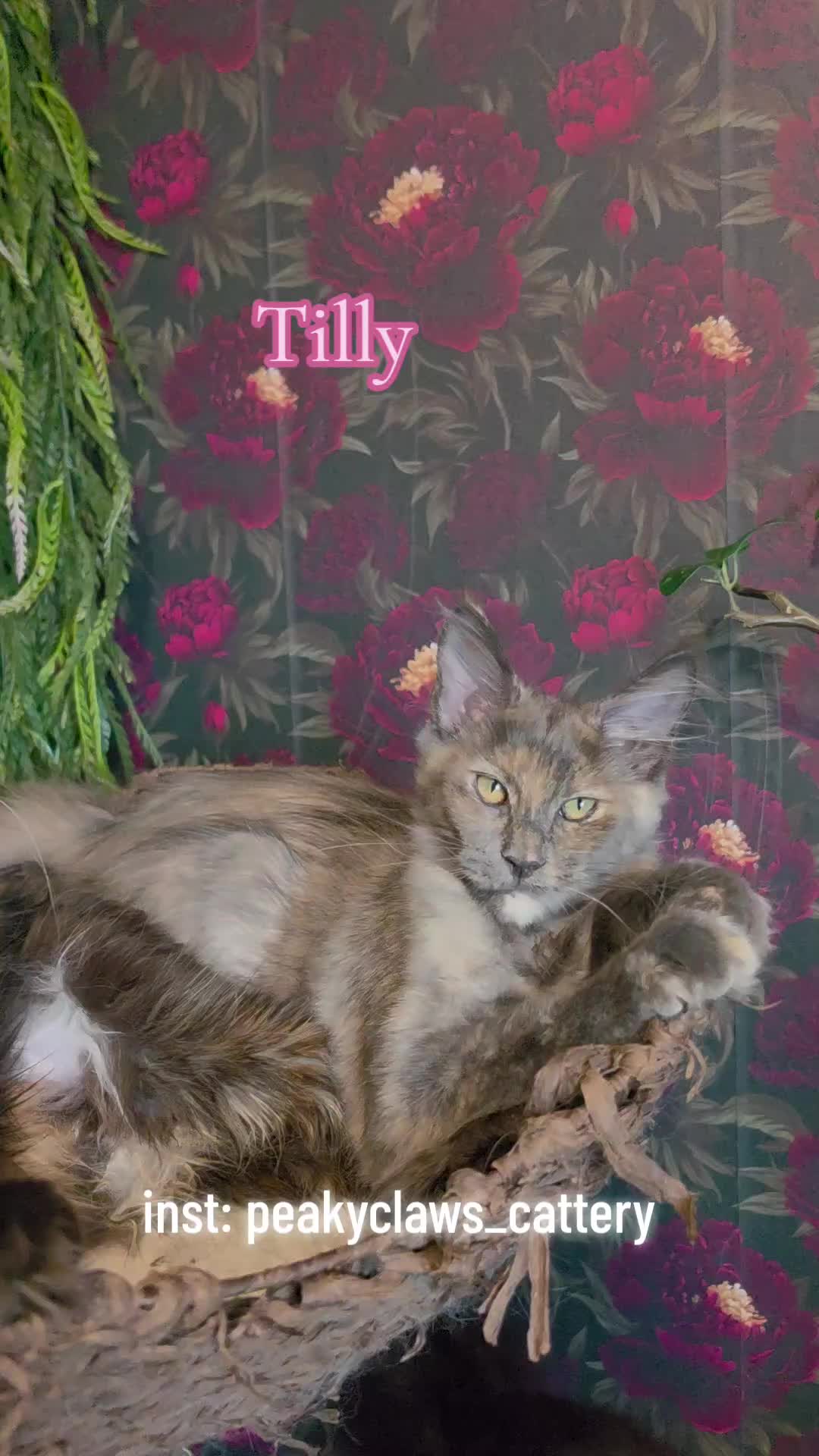 @Peaky Claws Cattery