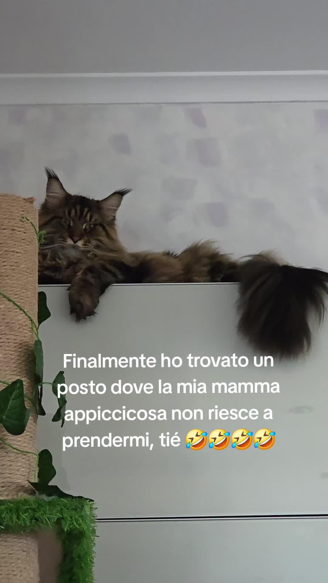 @🐾Aspen🐾