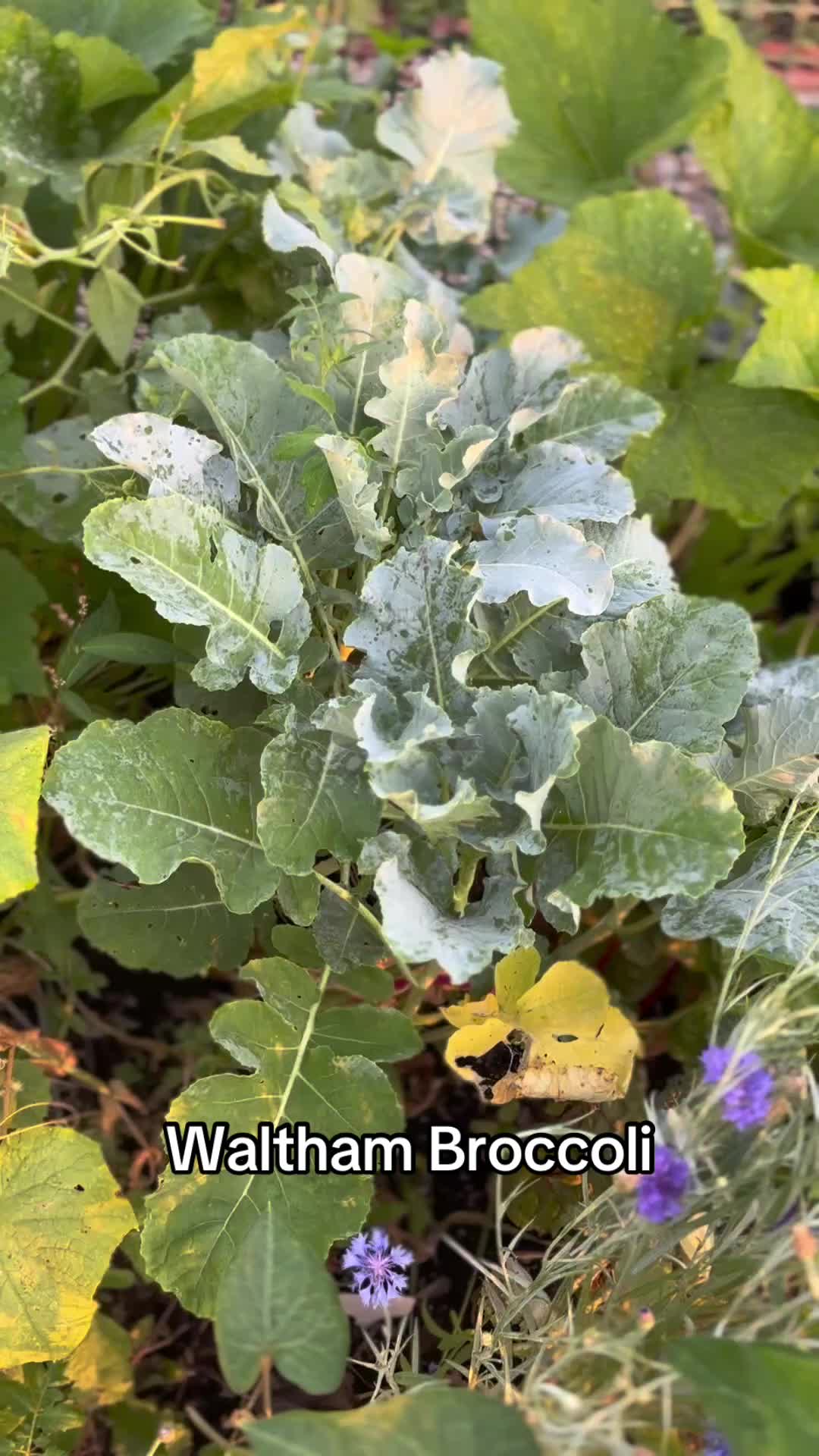 @greengirlgardens