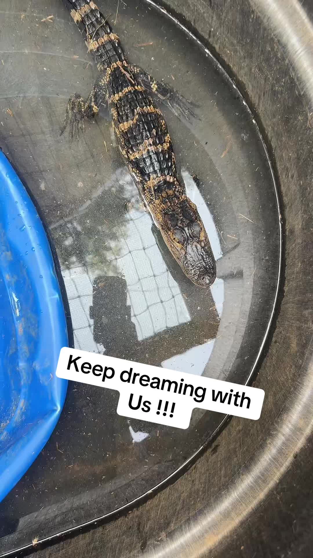 @RastaKountryDream