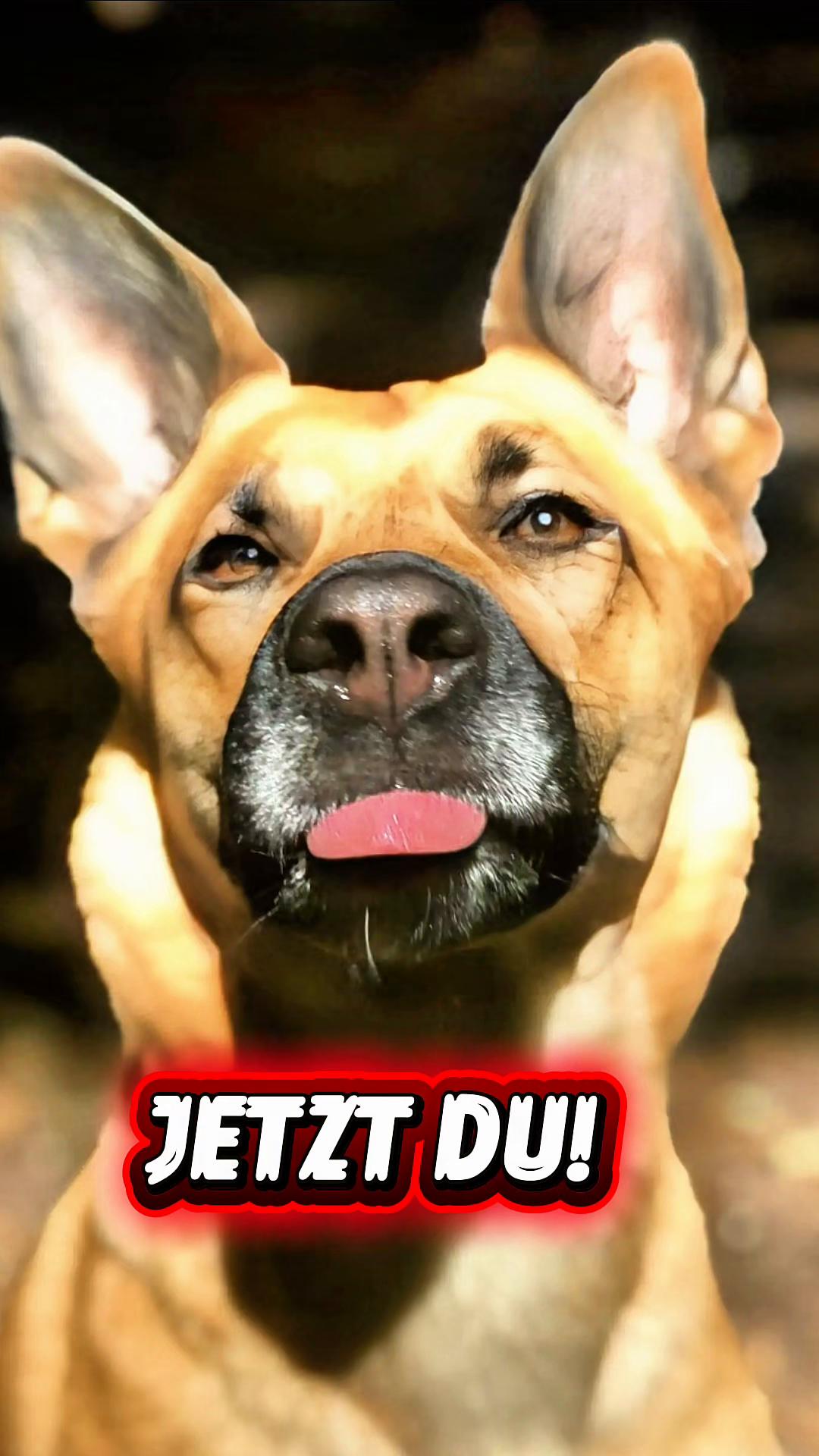 @INSAbenteuerHund