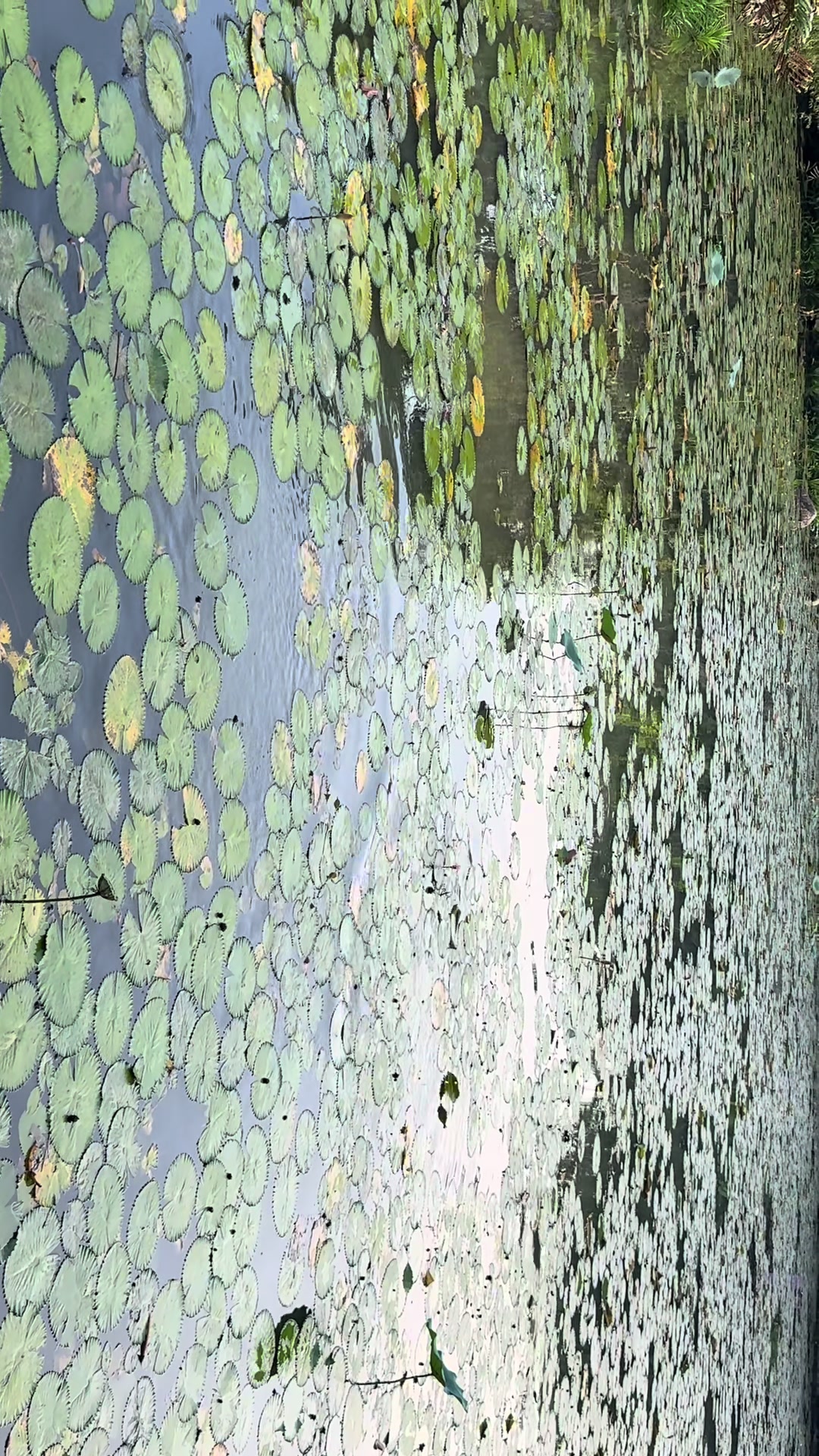 @lily𖦹₊⊹