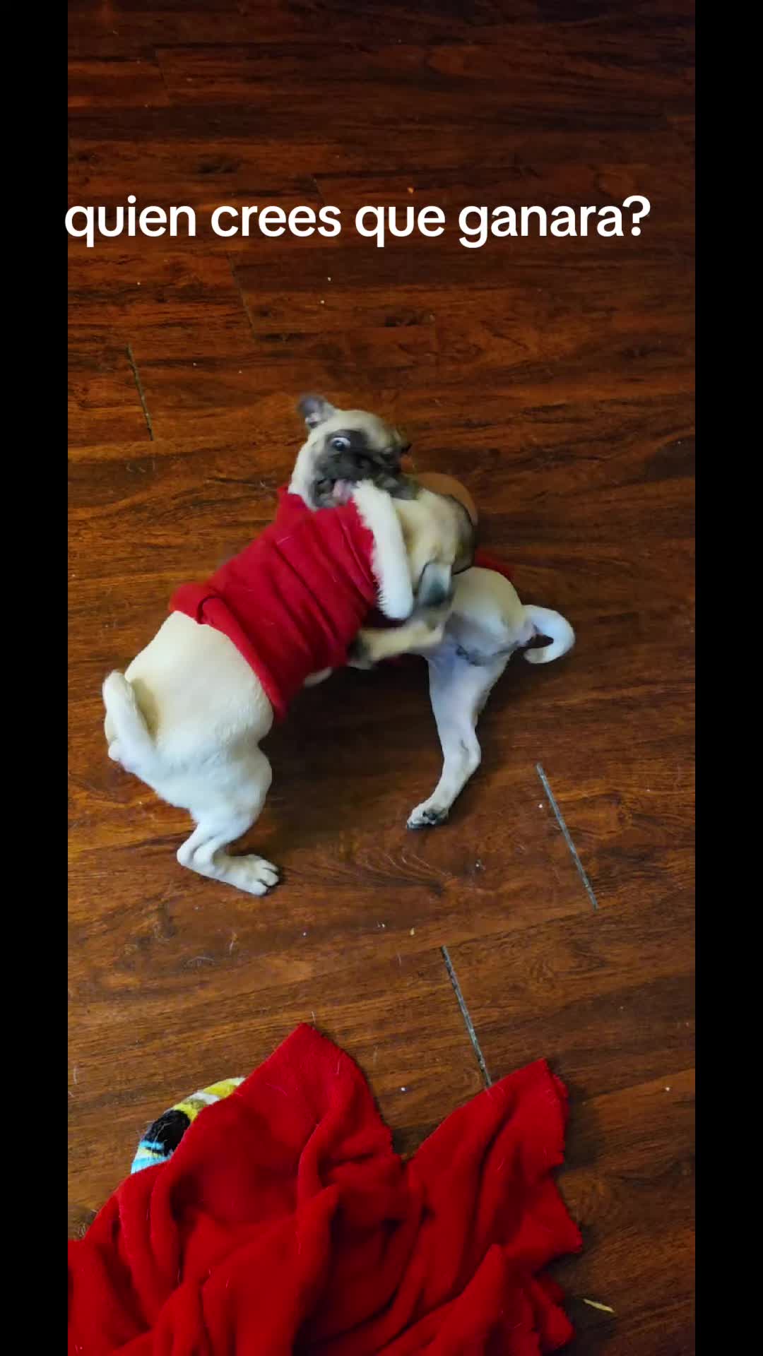 @Pogi y maganda pugs