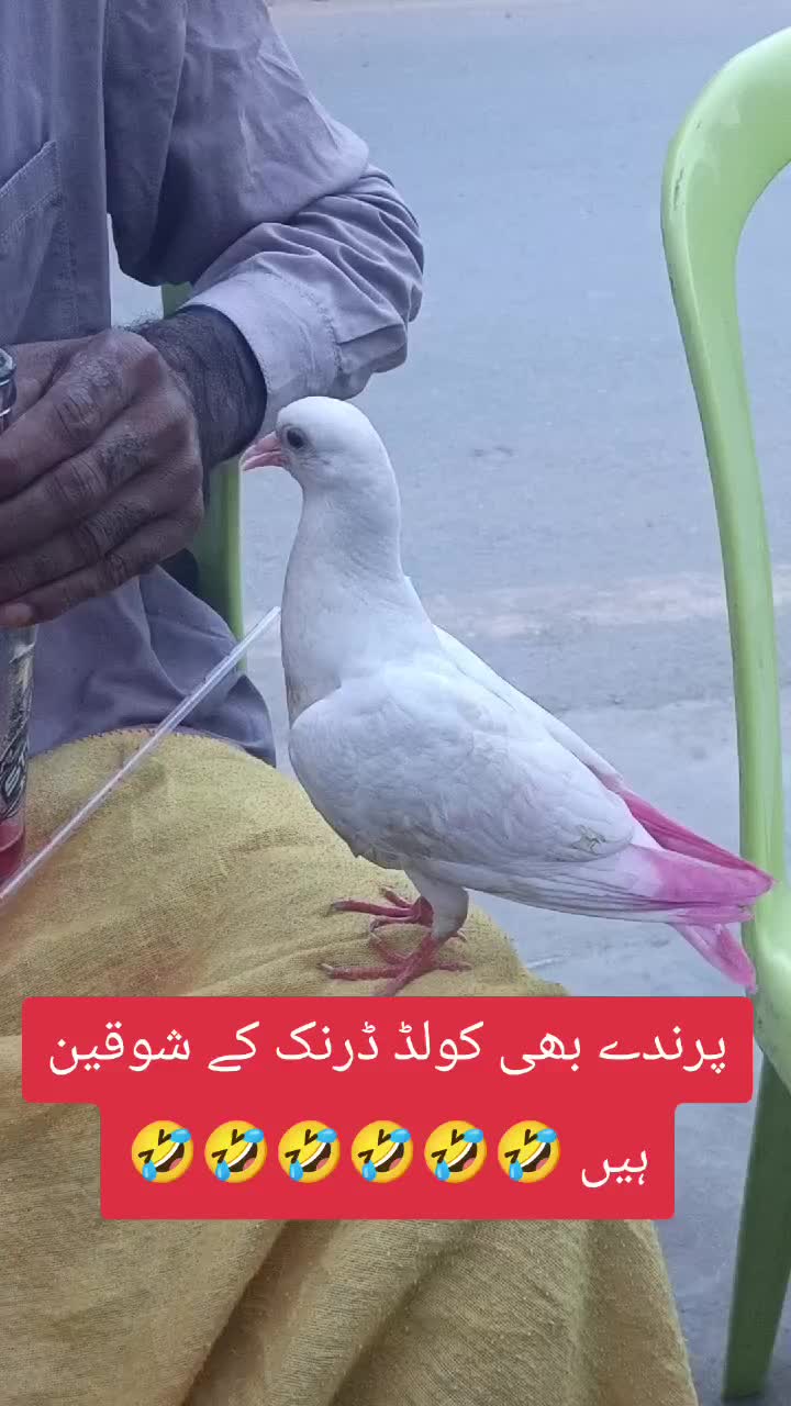 @RoadWisdom Guru Multan