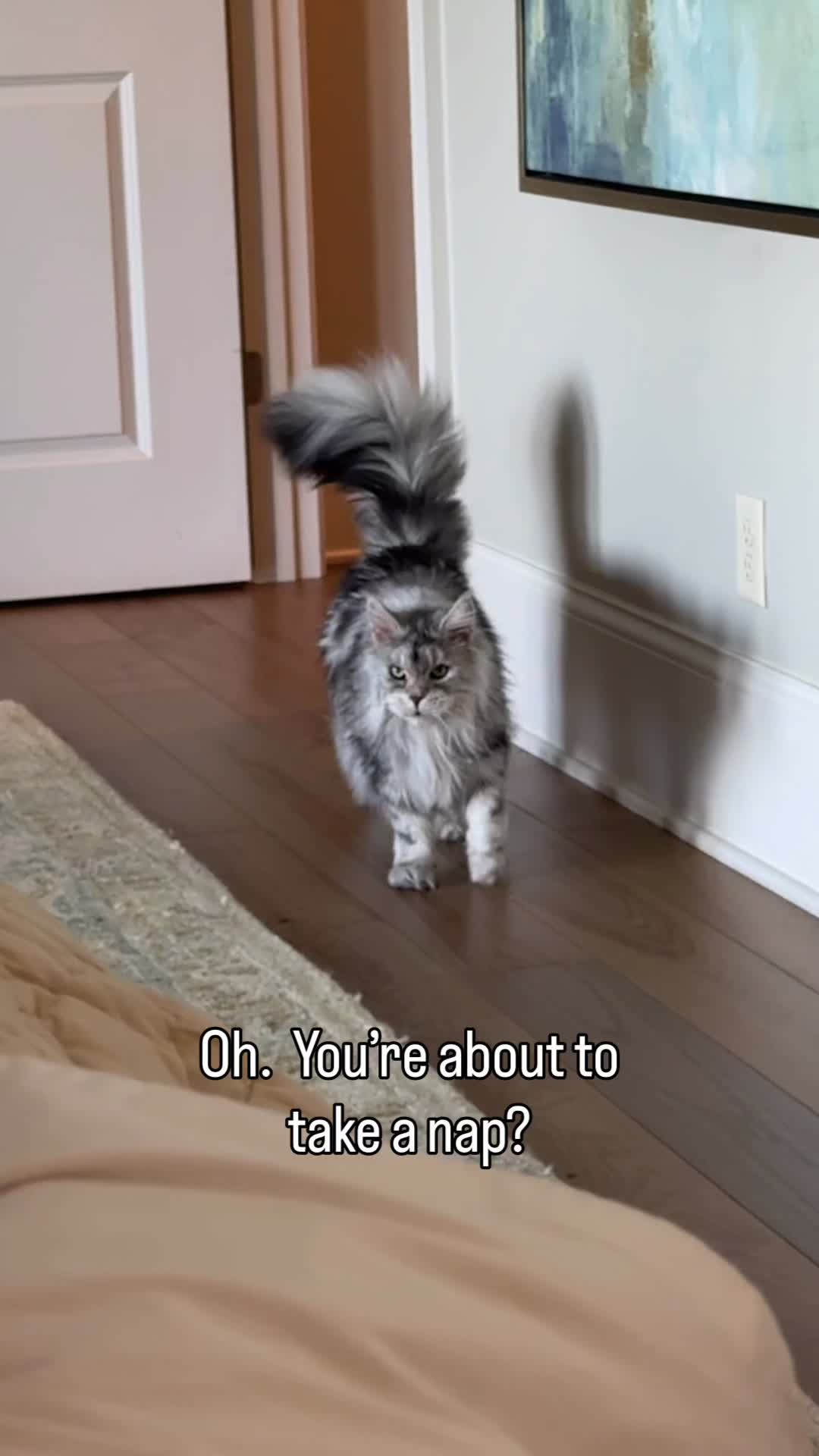 @Winnie: Maine Coon Kitty