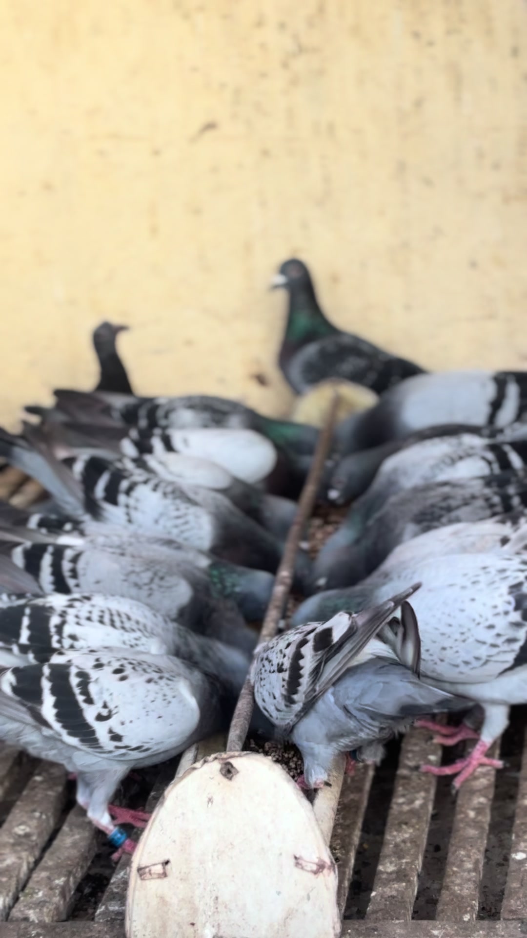 @OMZOLOFT🕊🦜🇸🇳