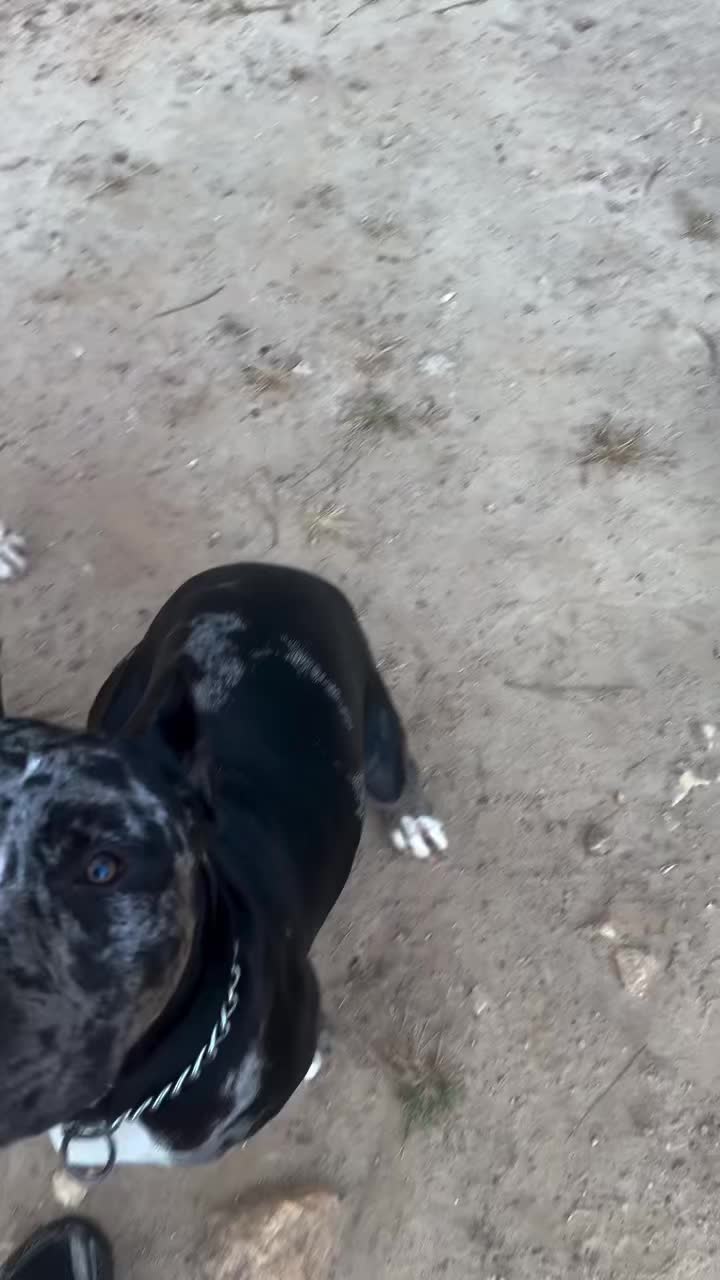 @Andrew cane corso