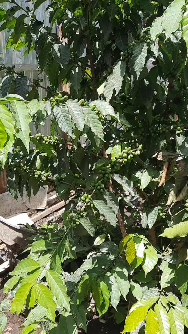 @Kachisaadisu444