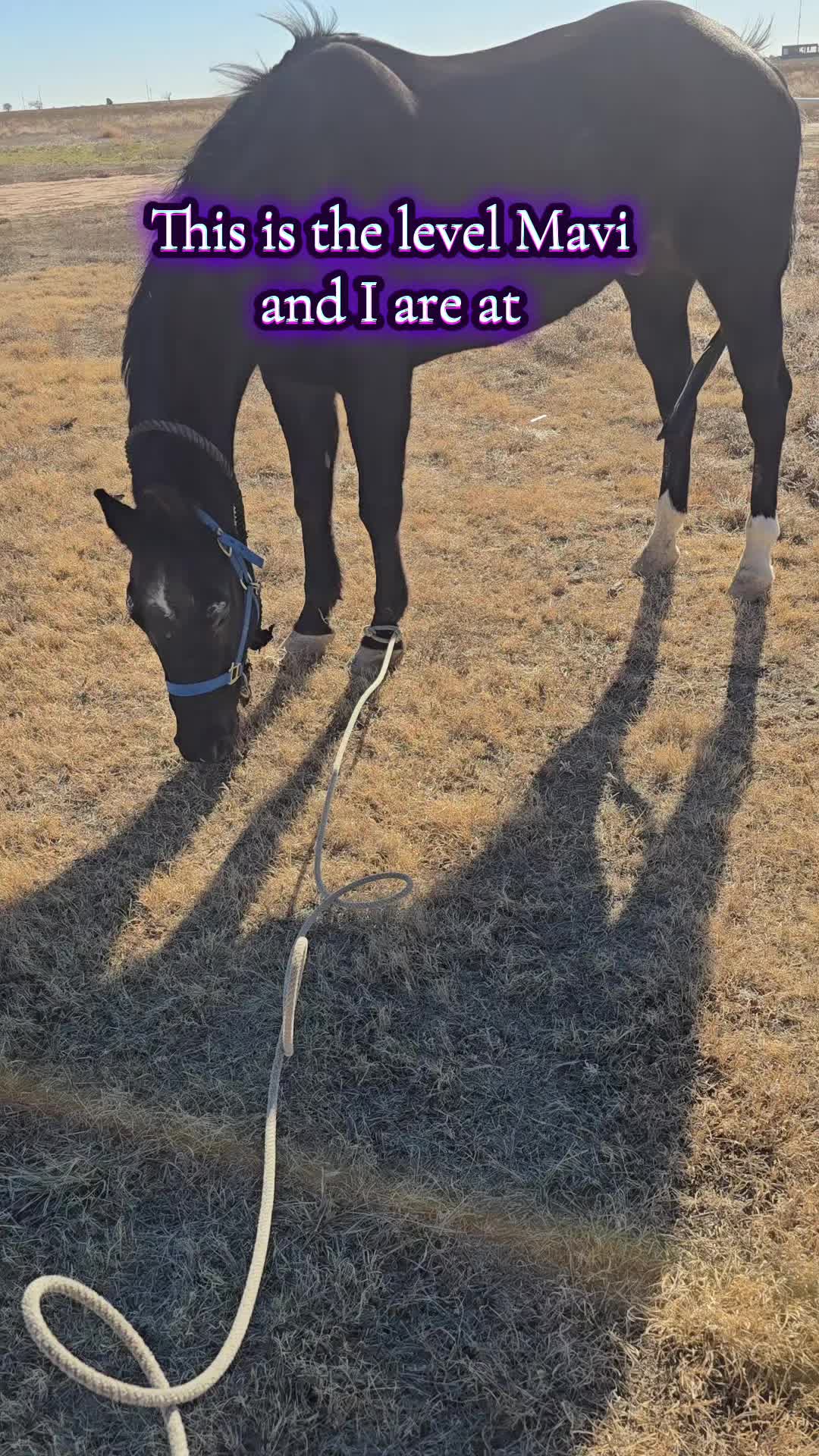 @VMD Performance Horses