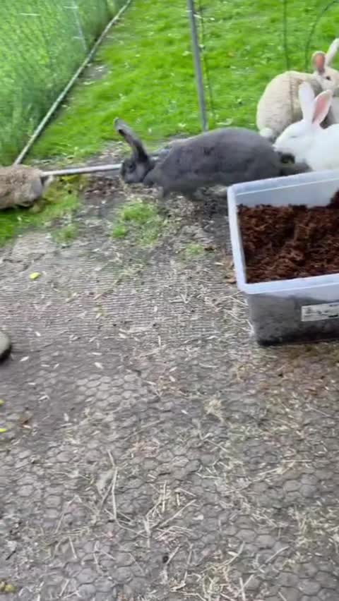 @🐄 Puschelfu&szlig; 🐎