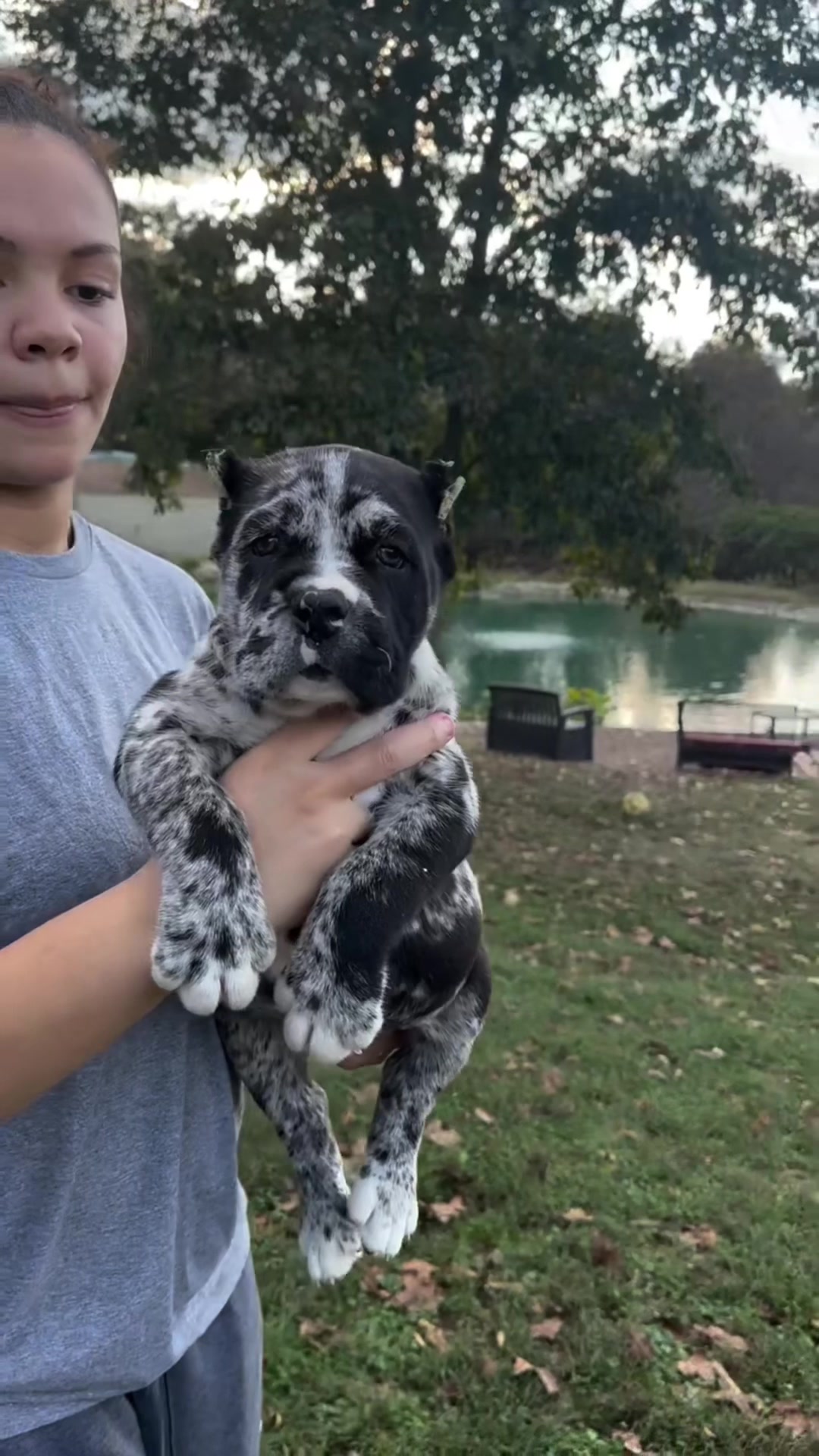 @Heart Land Cane Corso kennels