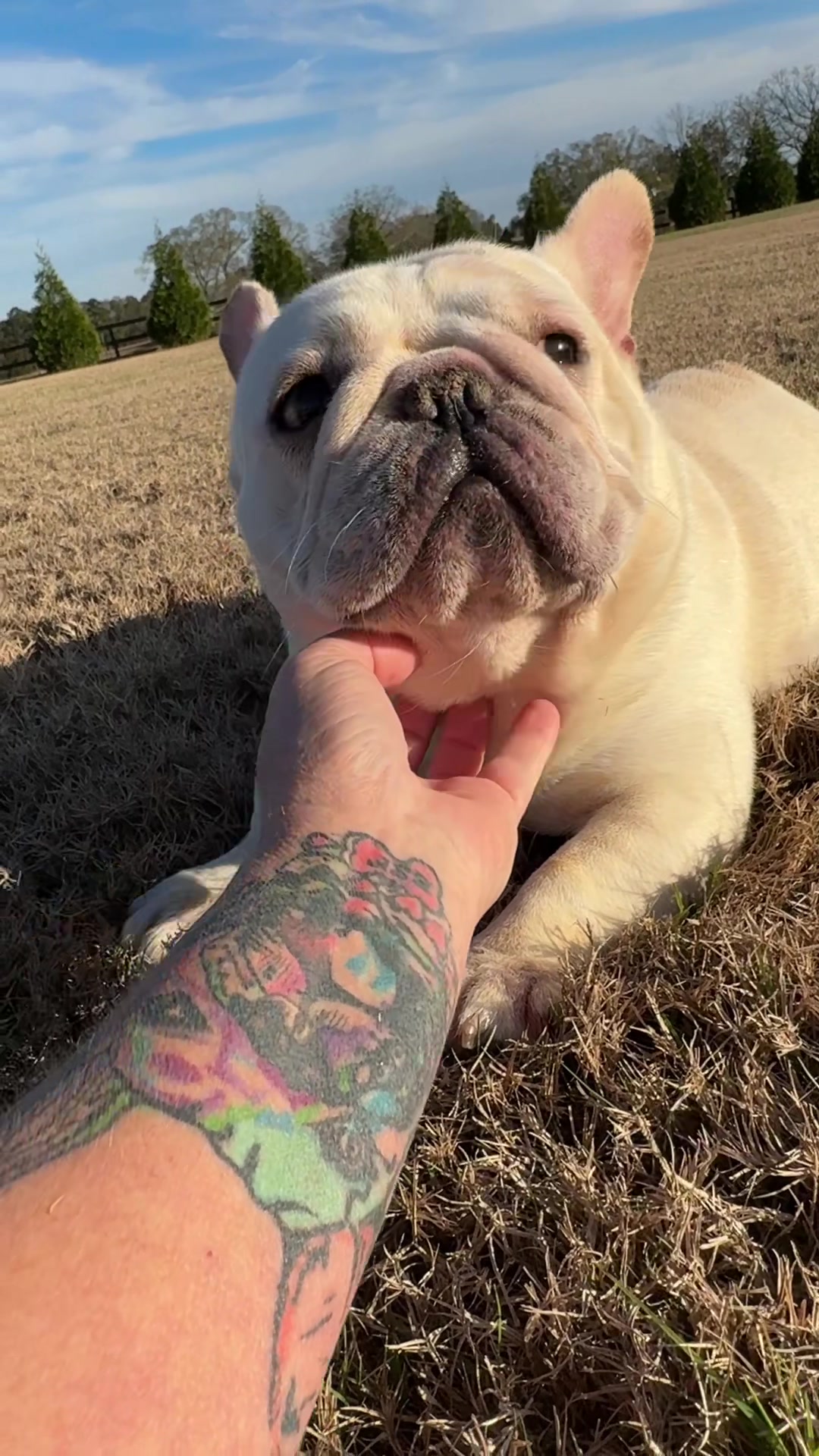 @EliteSweetFrenchies