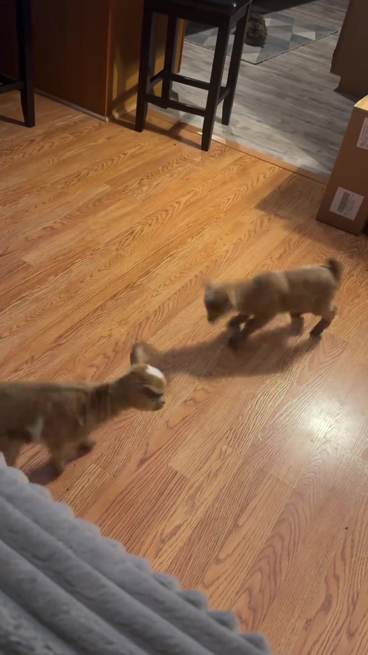 @bonnie.brook.farm