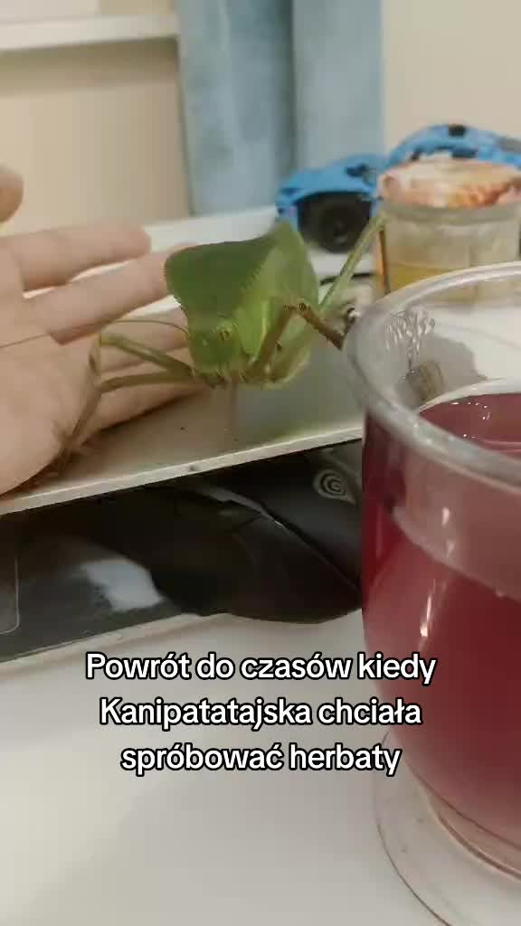 @Parrotek