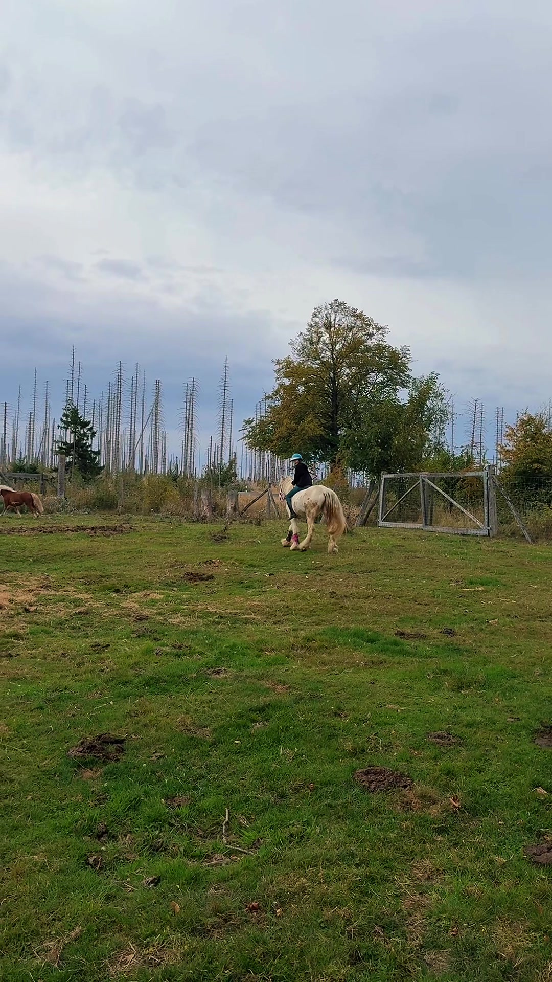 @HafiHorse2