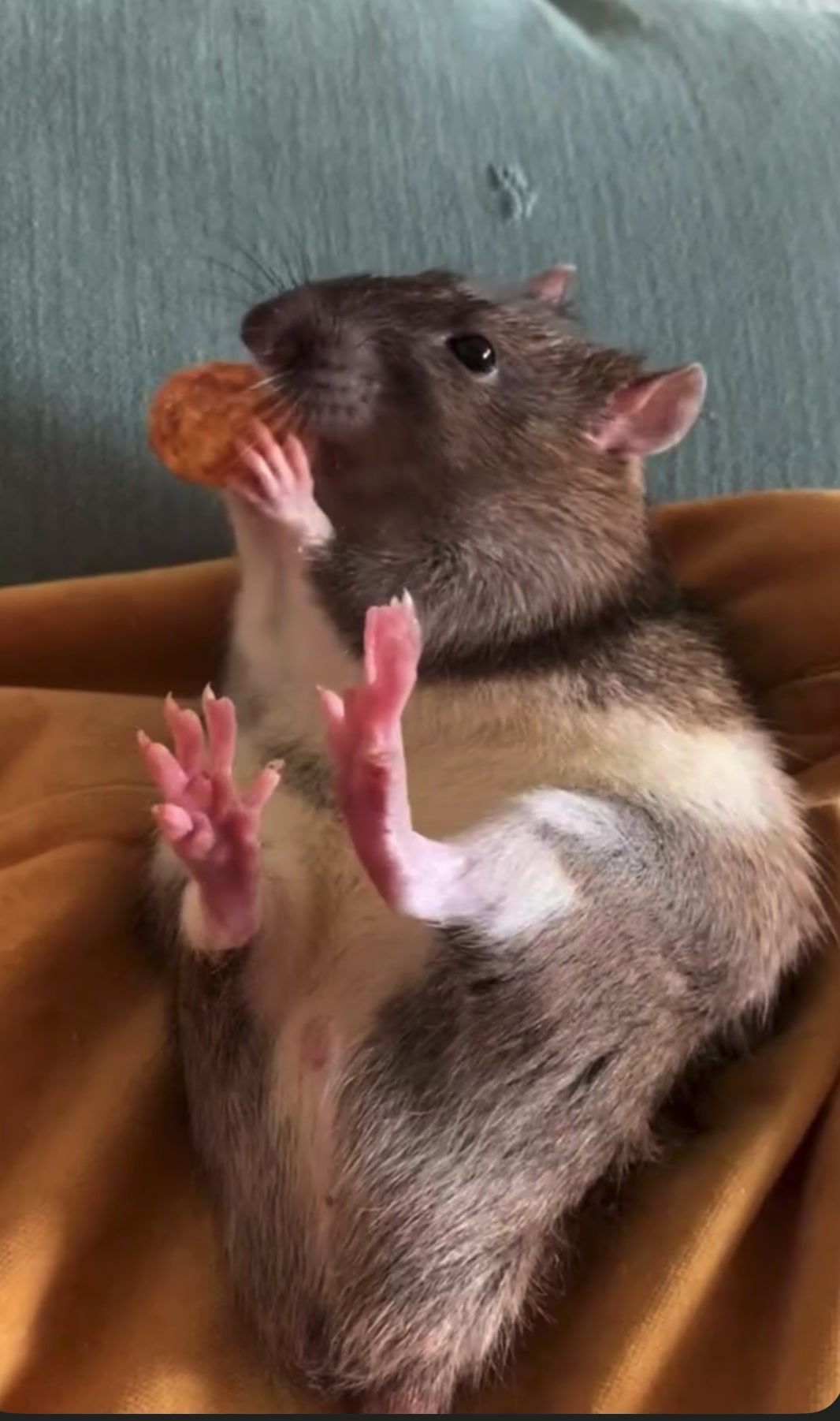 @Gargamel L'Féroce 🐀✨