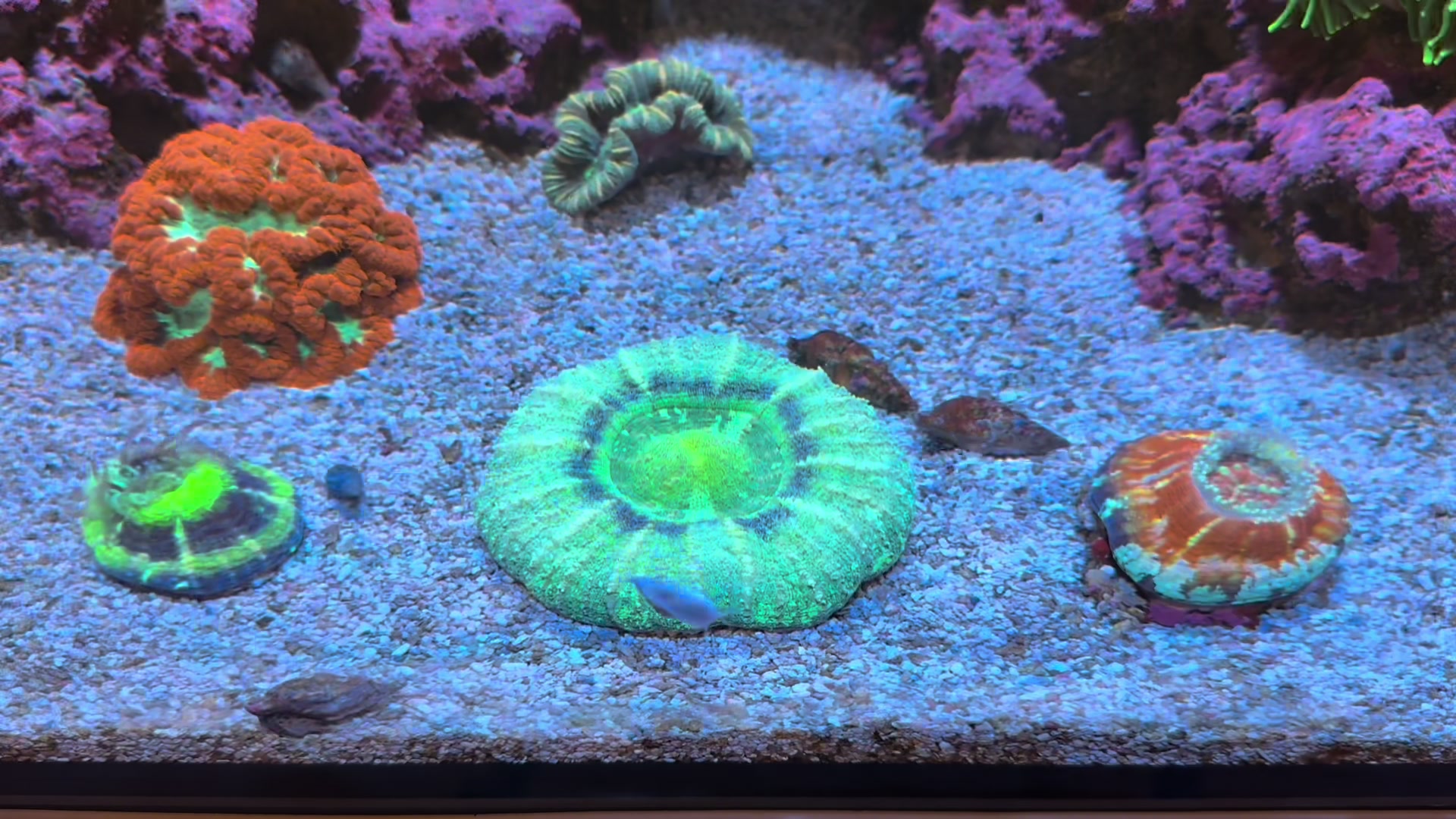 @ReefTok
