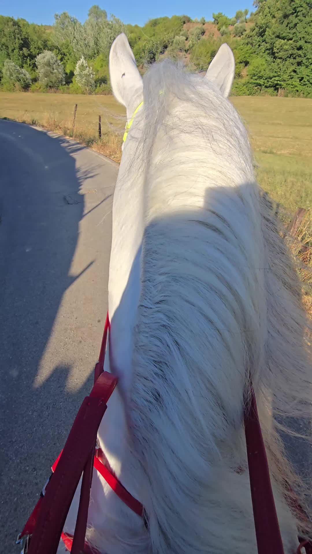 @Horse Training Center Albania