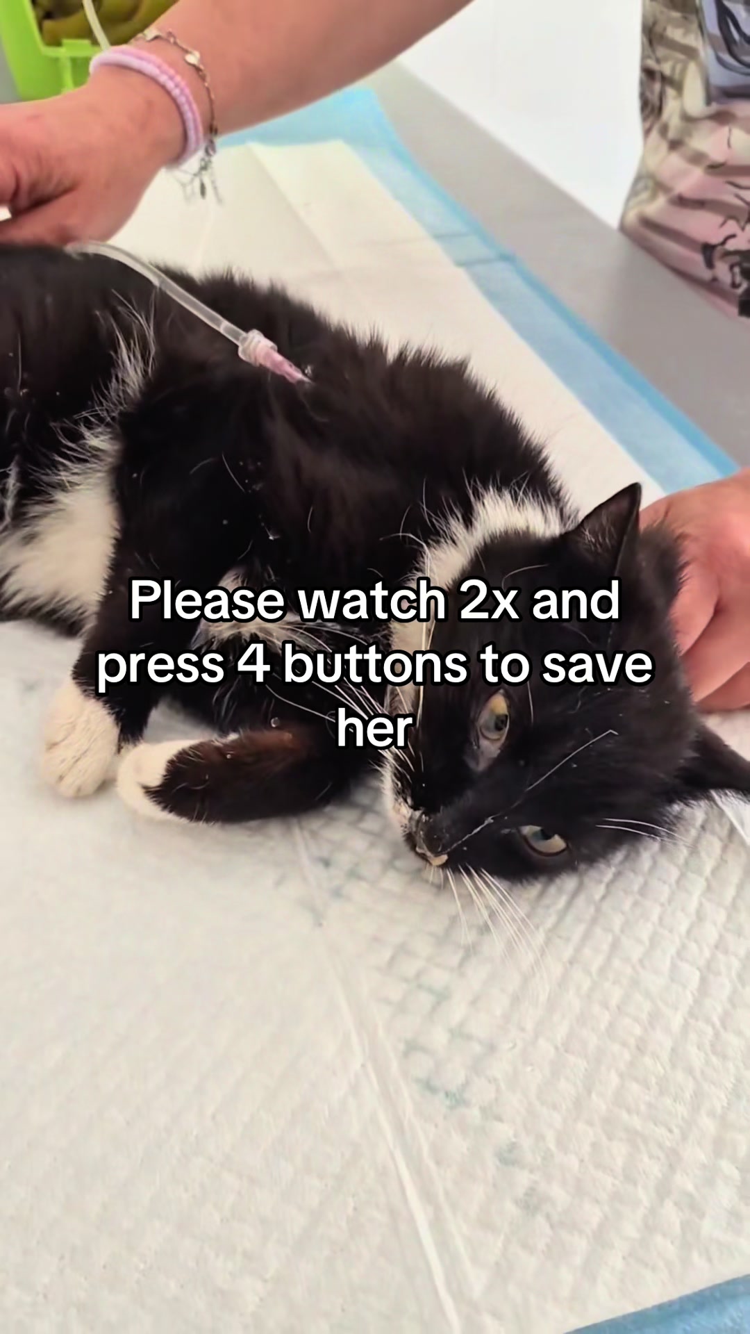 @aria_cats_rescue