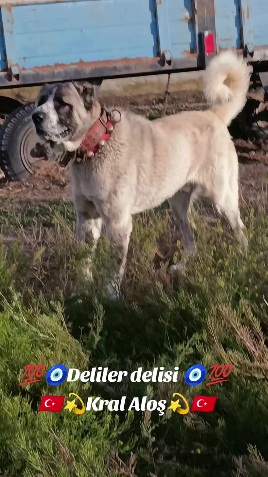 @Tekin Ersöz