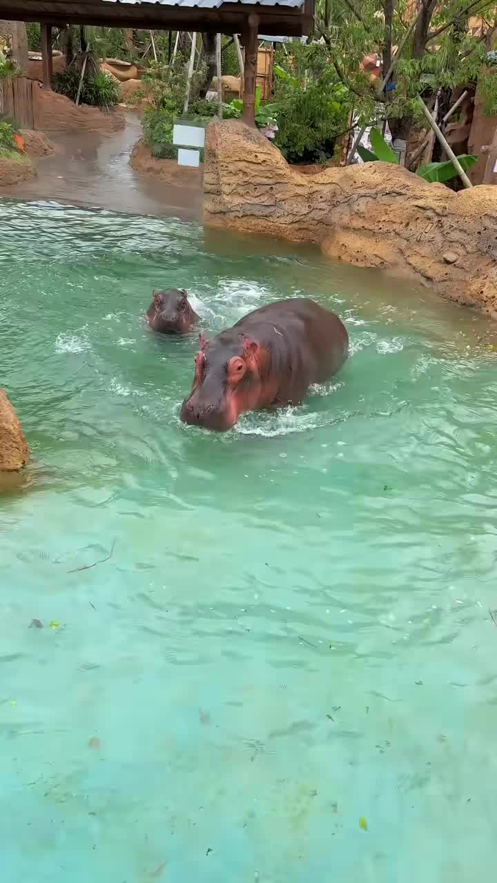 @Hippo