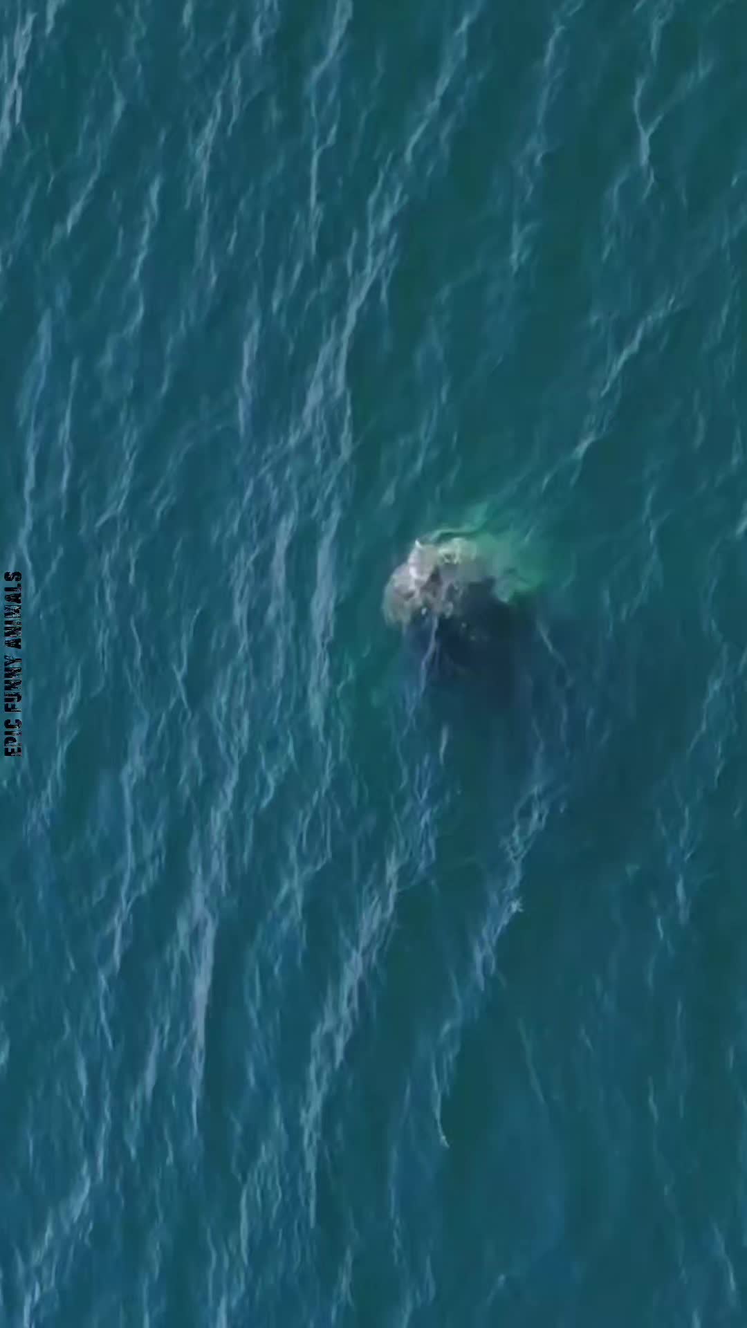 @Epic Funny Animals