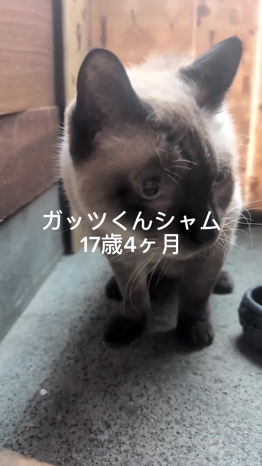 @すいぬこ😻
