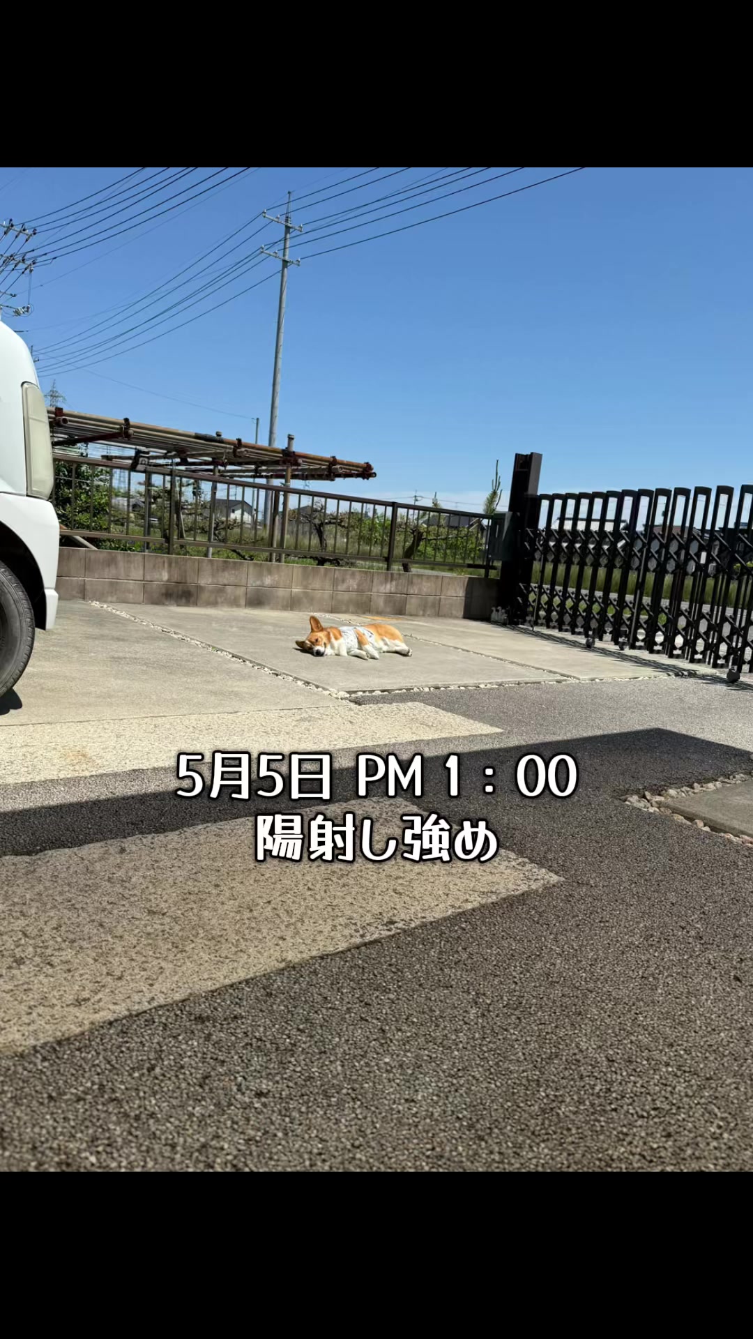 @みこぽん🌻🌻