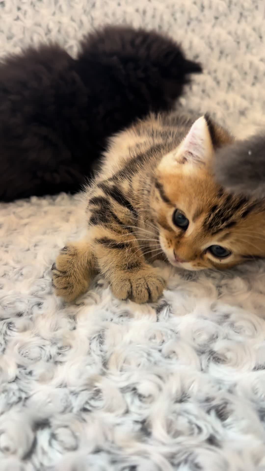 @cat.sheri.kittens