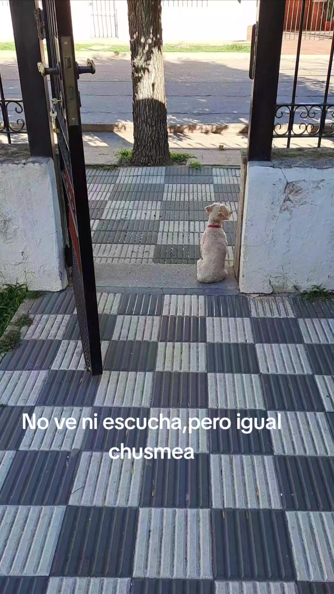 @Fer Violante