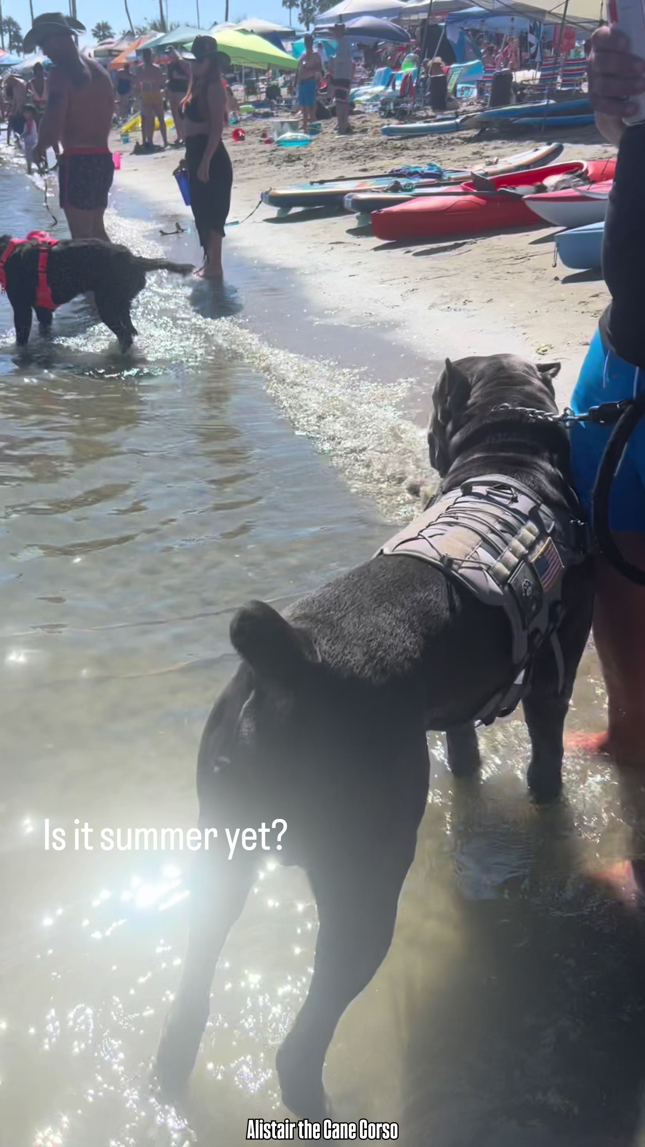 @Alistair the Cane Corso