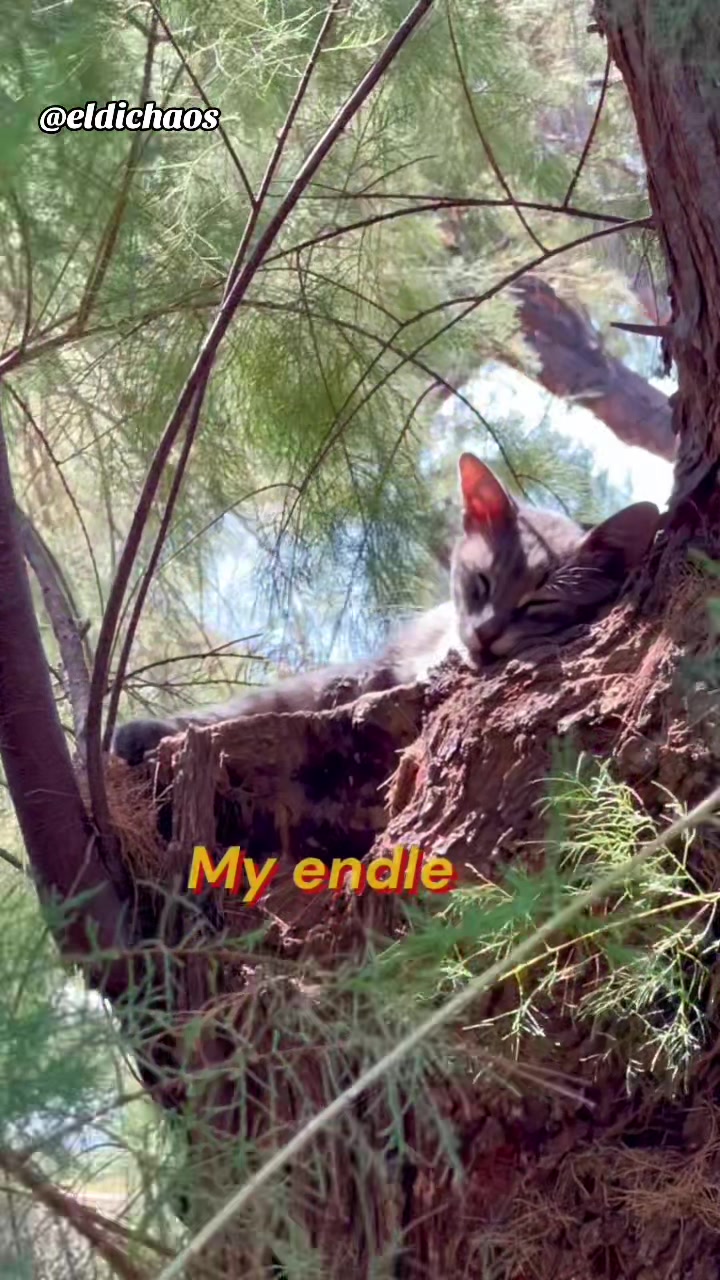 @El di Chaos