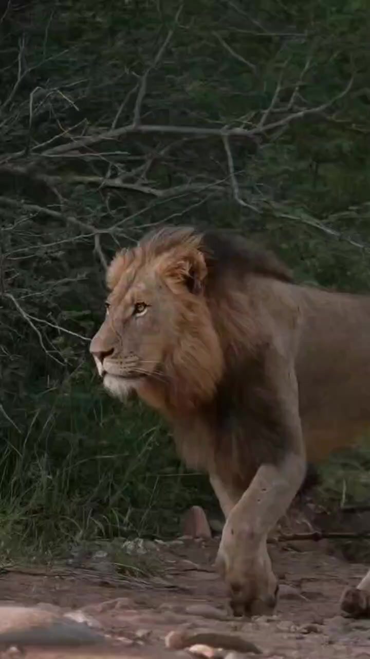 @LION MOTIVATION 🇨🇩🇨🇩🇨🇩