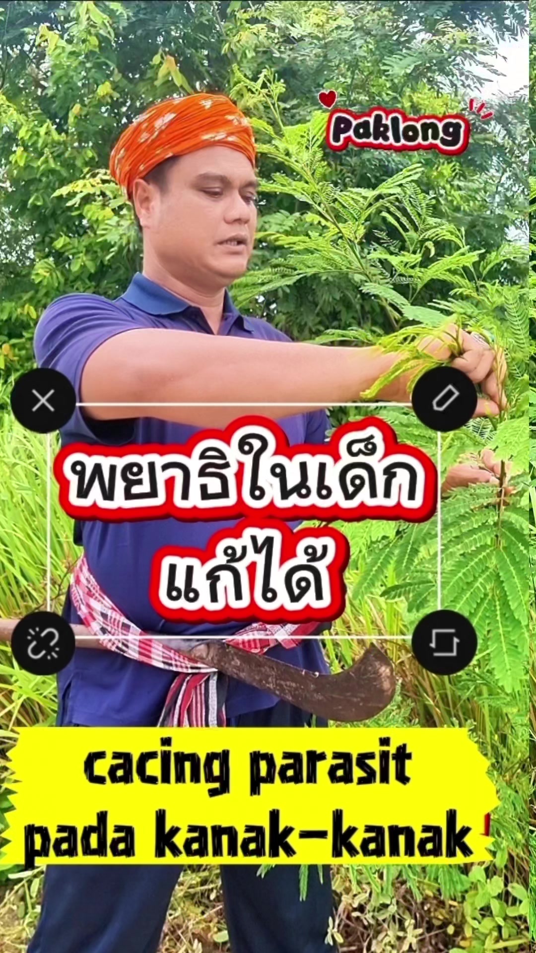 @Paklong Herb