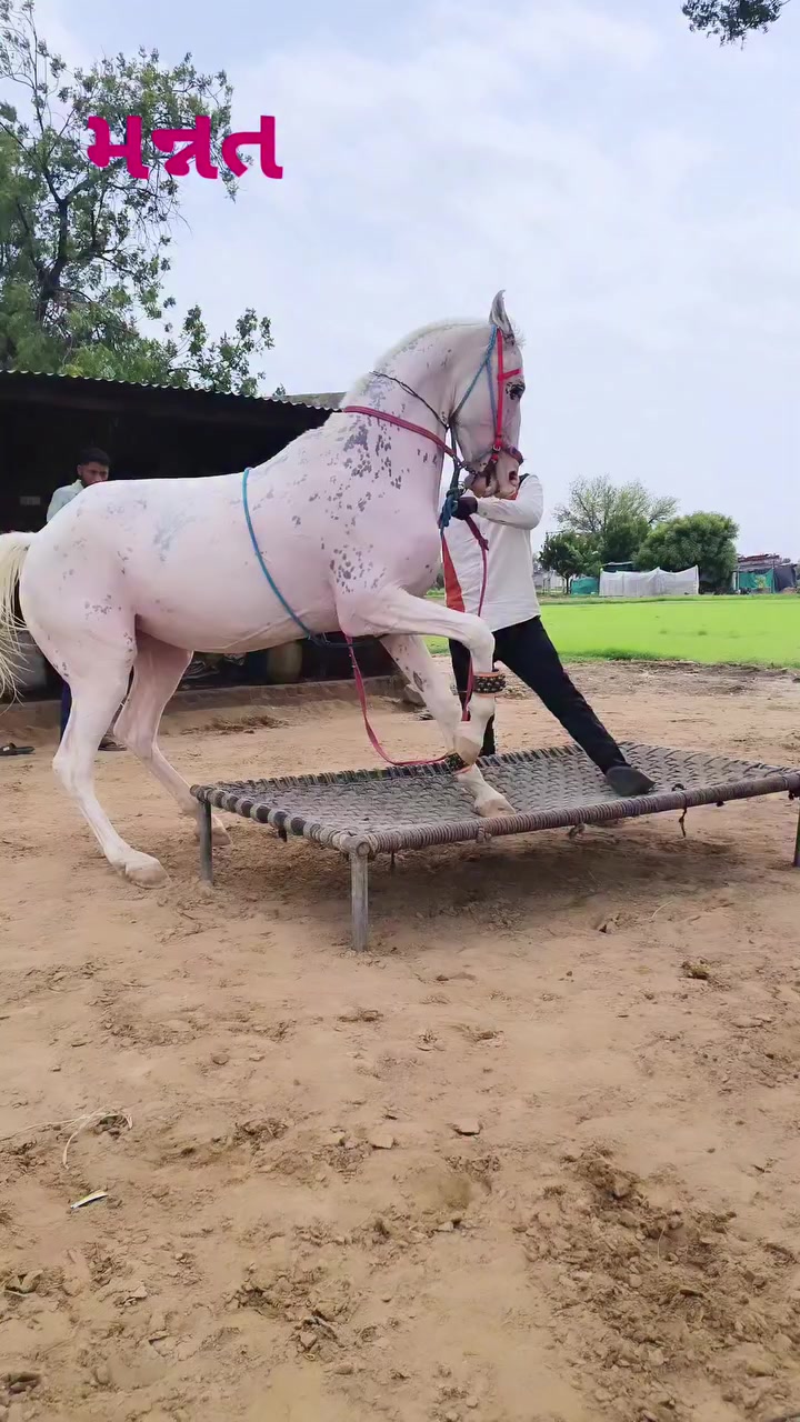 @@𝙂𝙍 𝙃𝙤𝙧𝙨𝙚 𝙁𝙖𝙧𝙢 🐴
