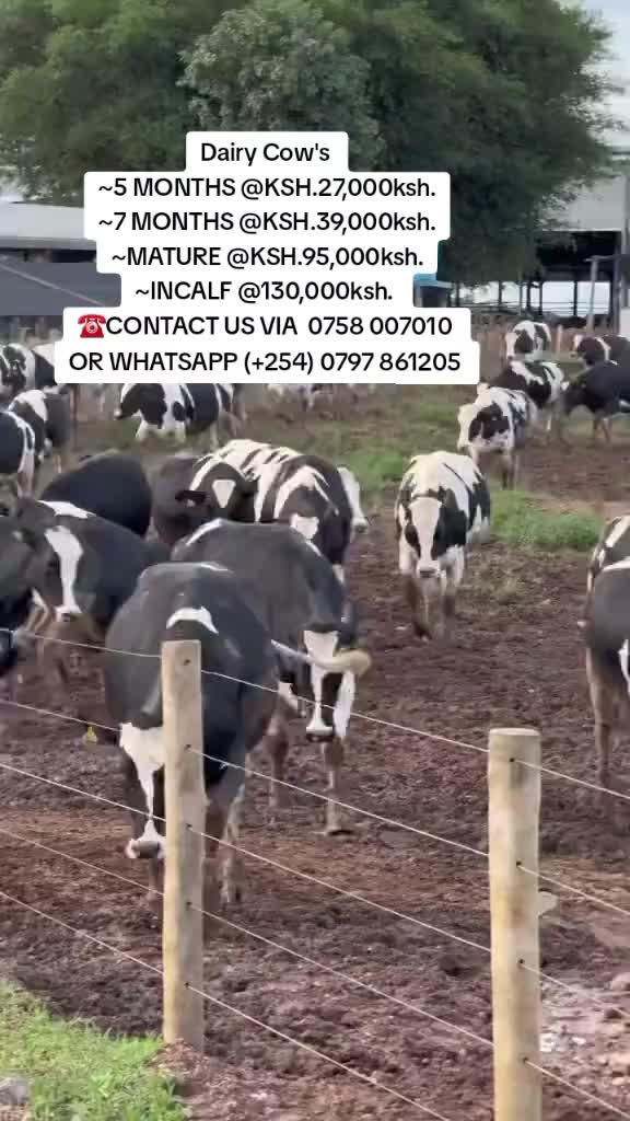 @OFFICIAL GICHEHA FARM RONGAI