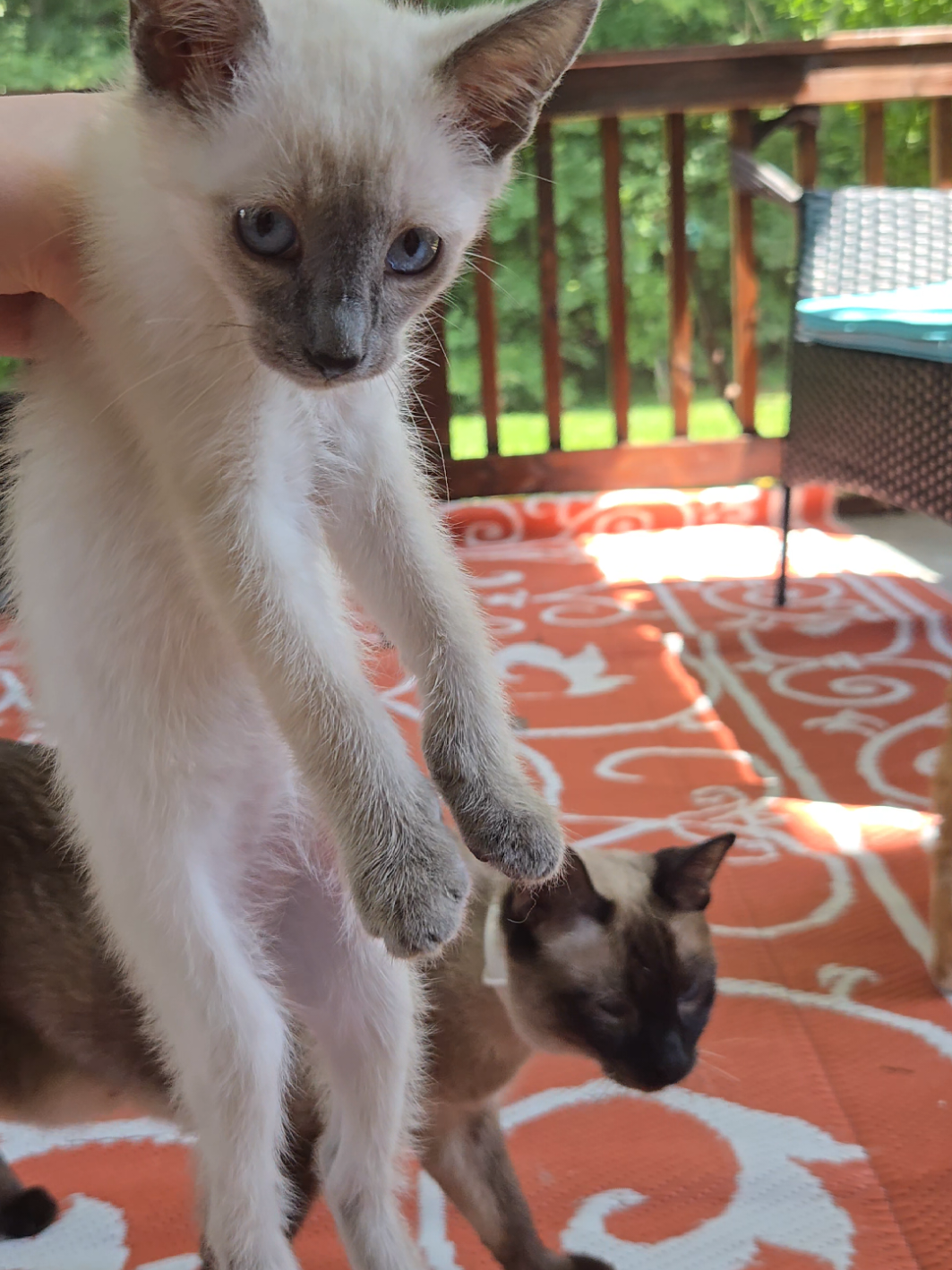 @Brittany's Beauties Kittens