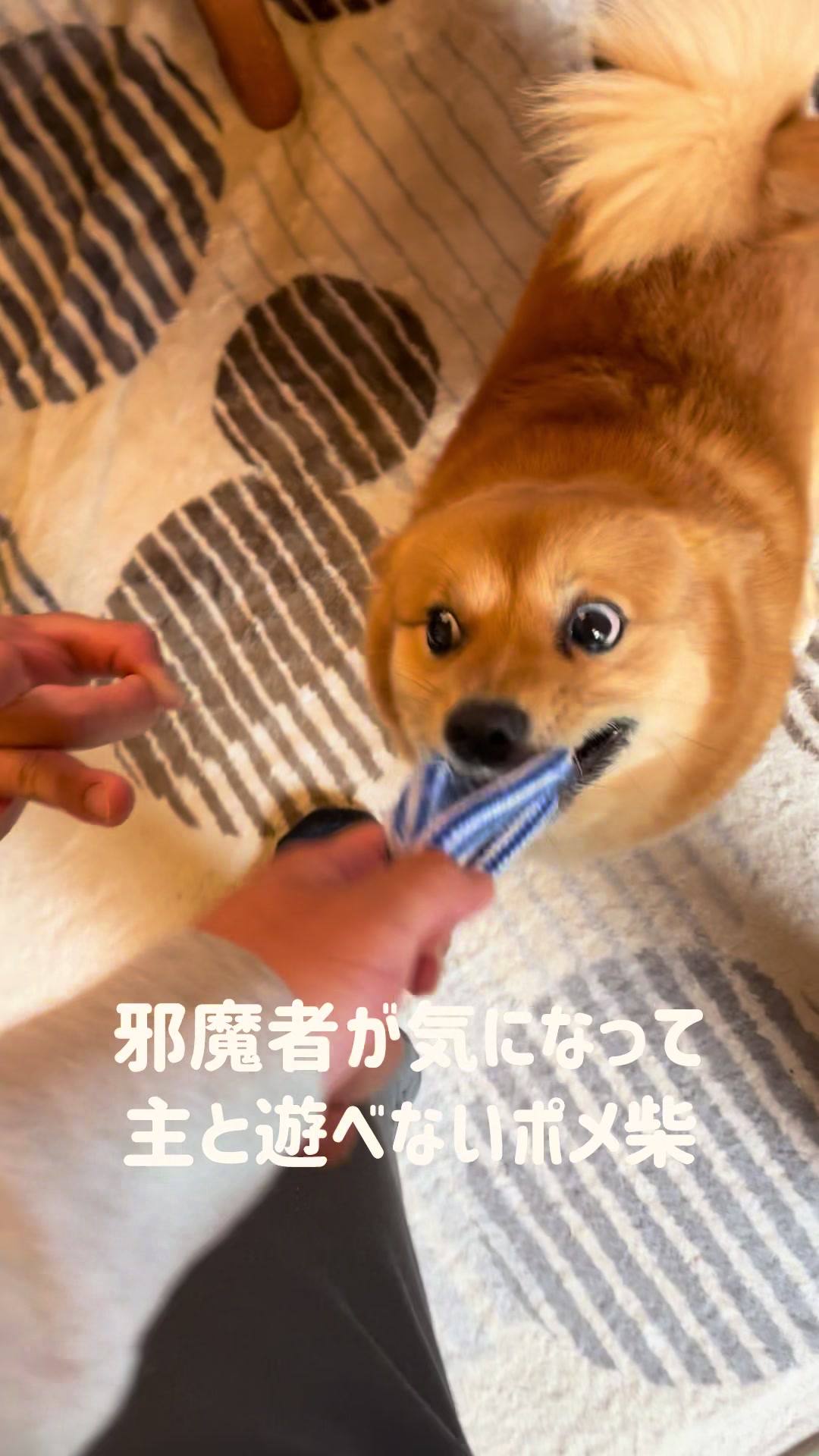 @ポメ柴もなか(もちゃ)୭