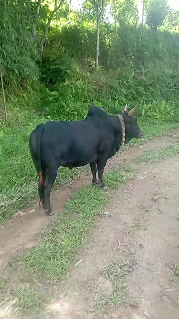 @Tanahun tiger
