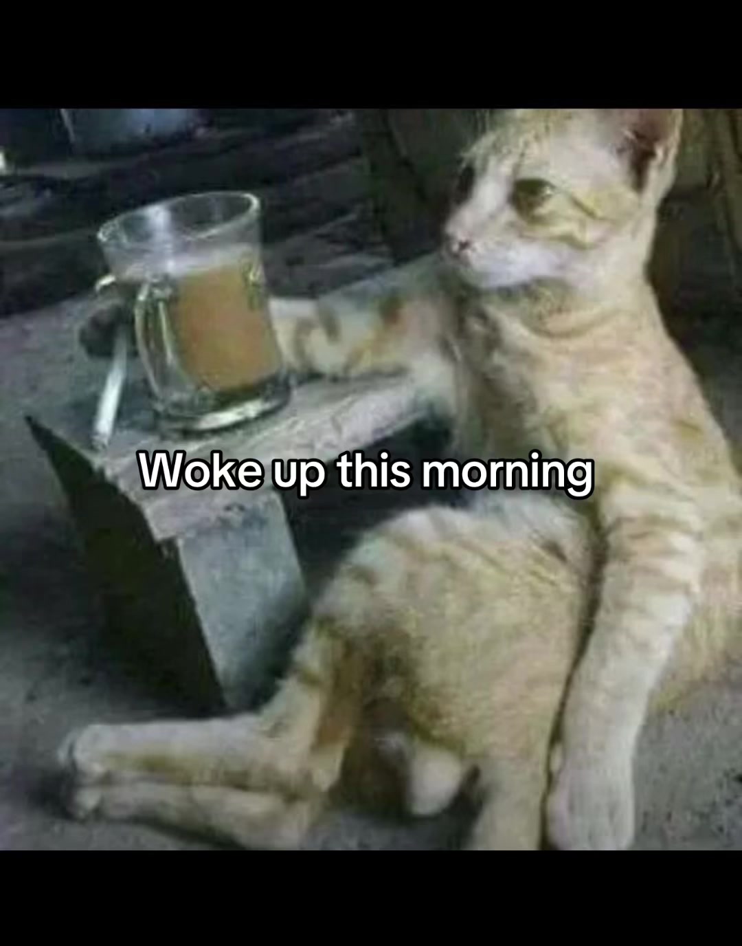 @Meow kitty