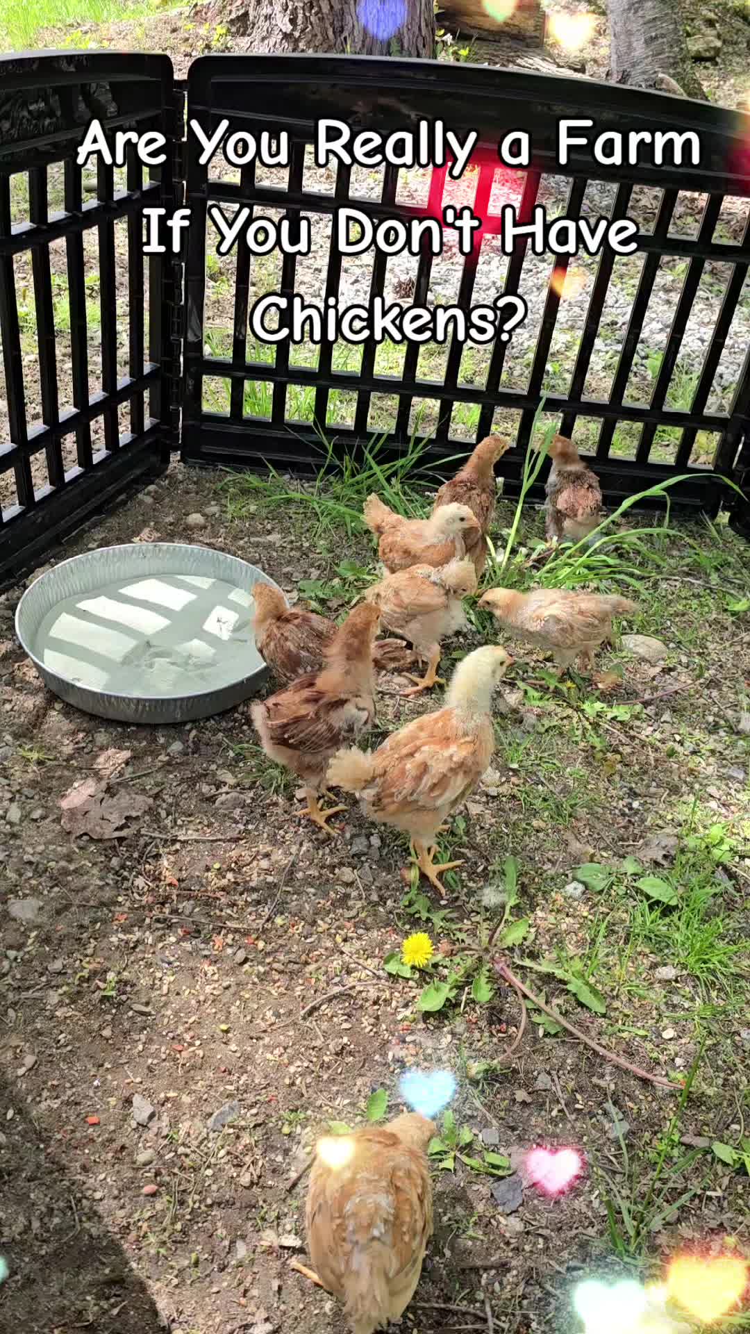 @DaisyMae Acres