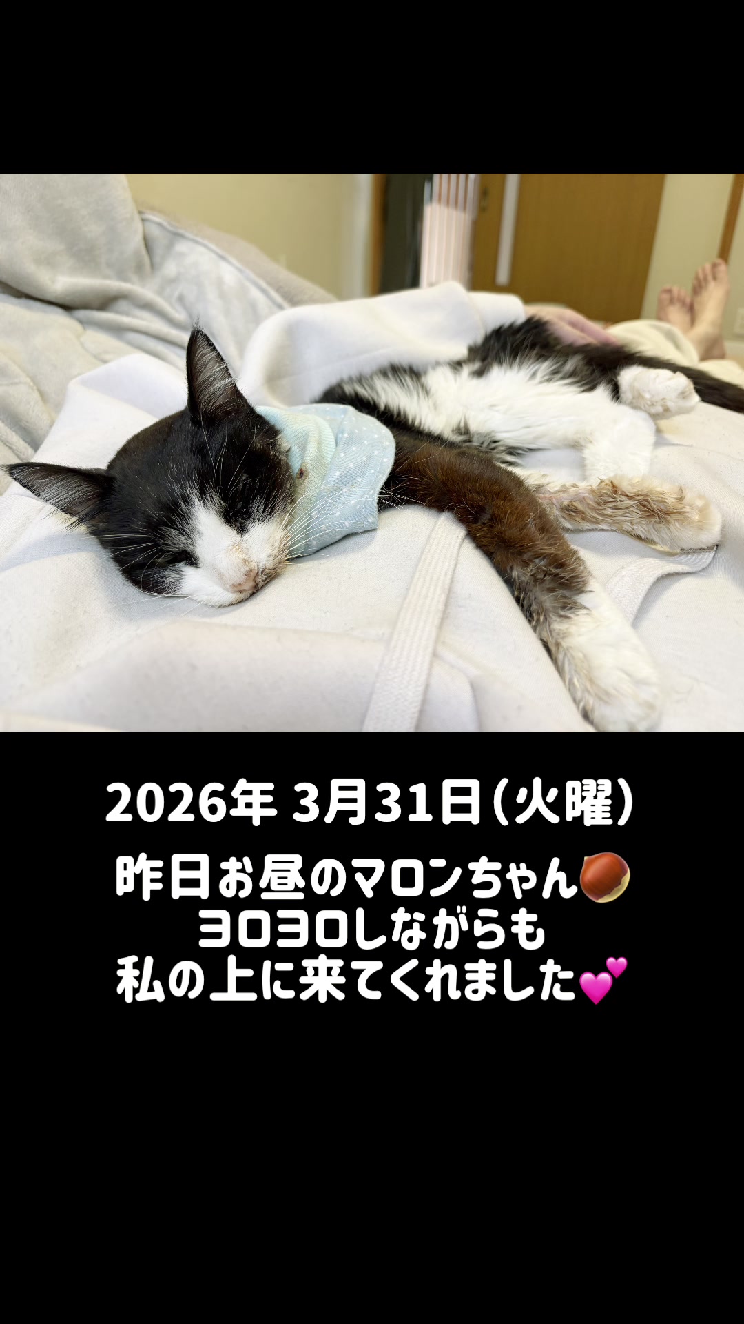 @ねこぷにもふ｜ホワイトシェパードのハクちゃん