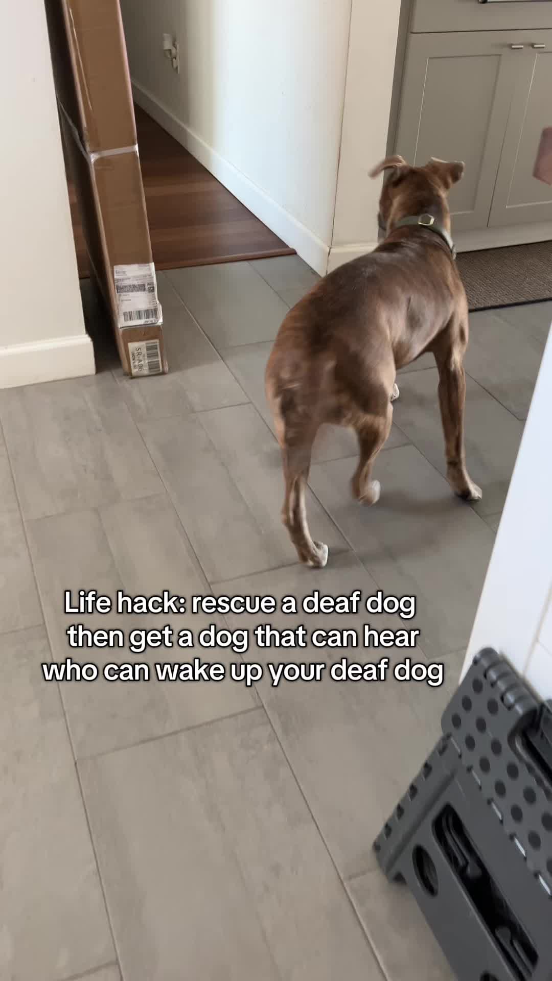 @lifewithstella
