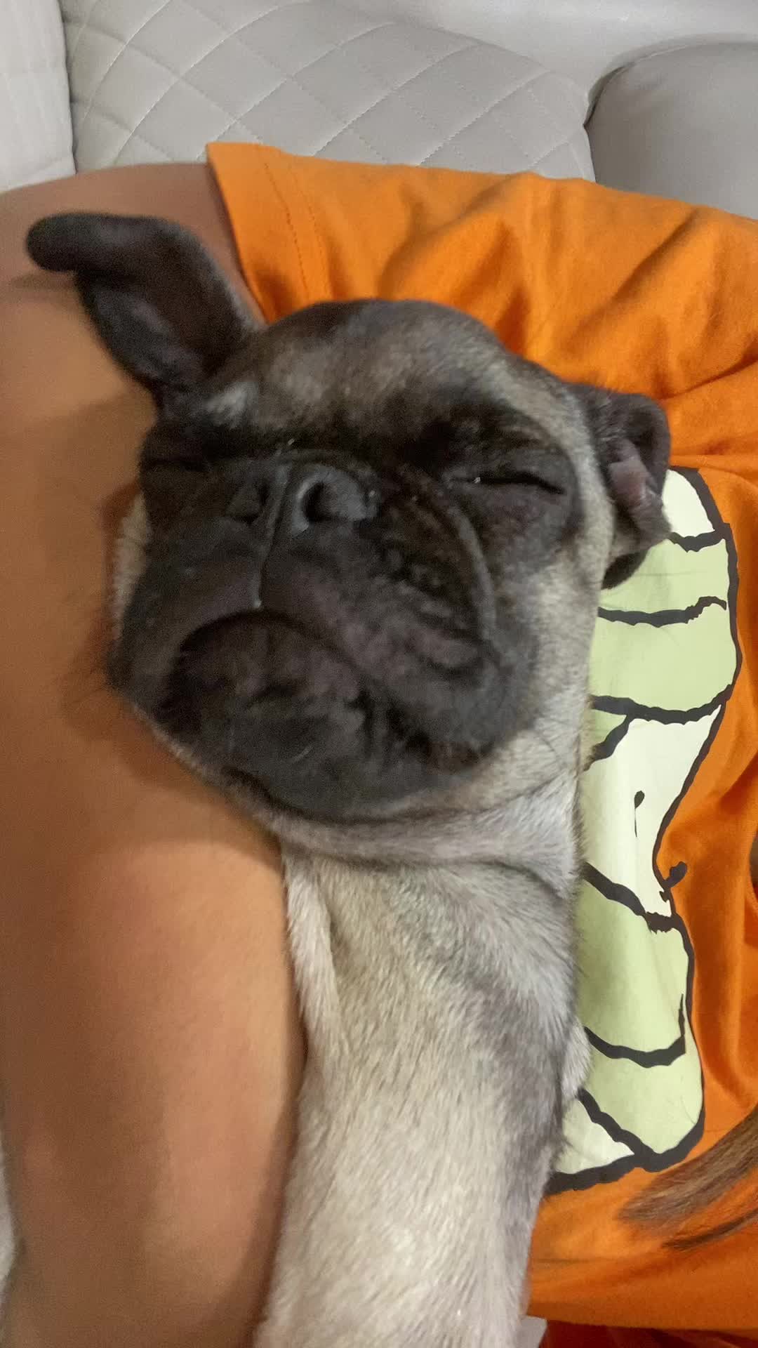 @Puggo ❤️