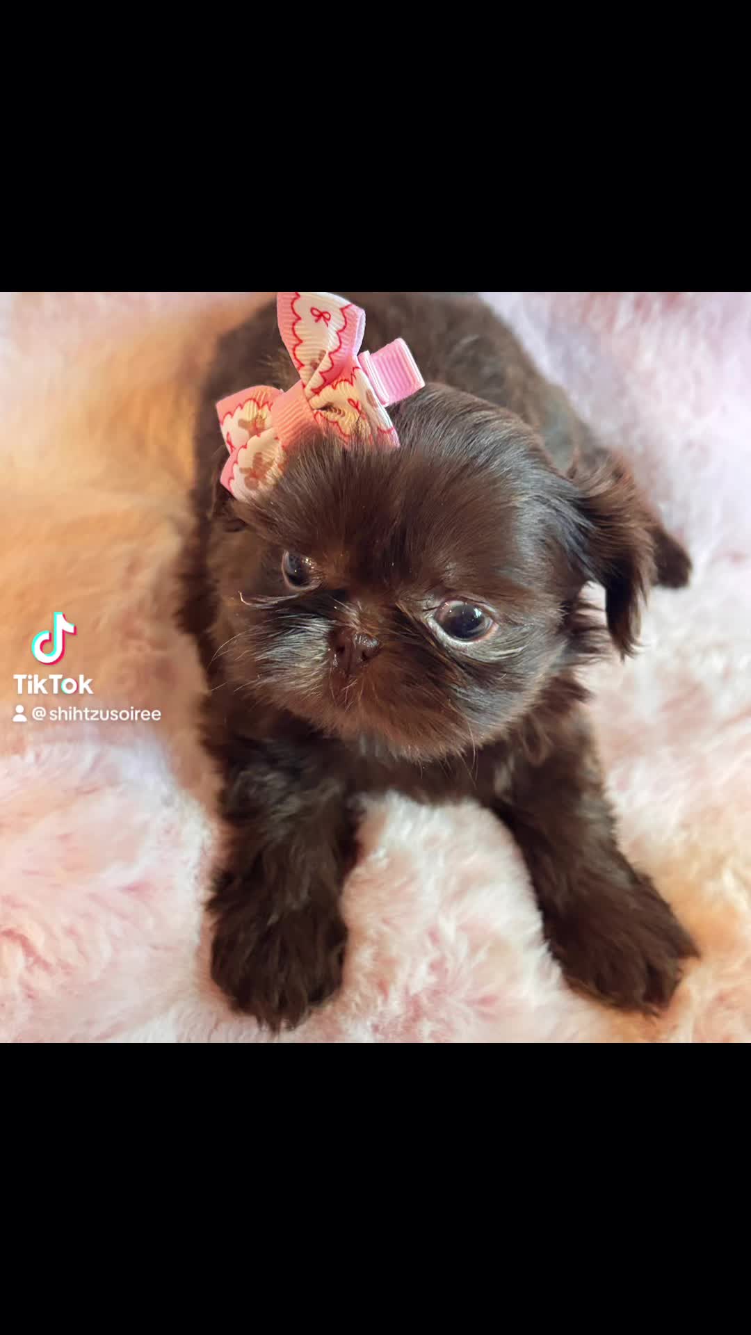 @SHIHTZU SOIRÉE