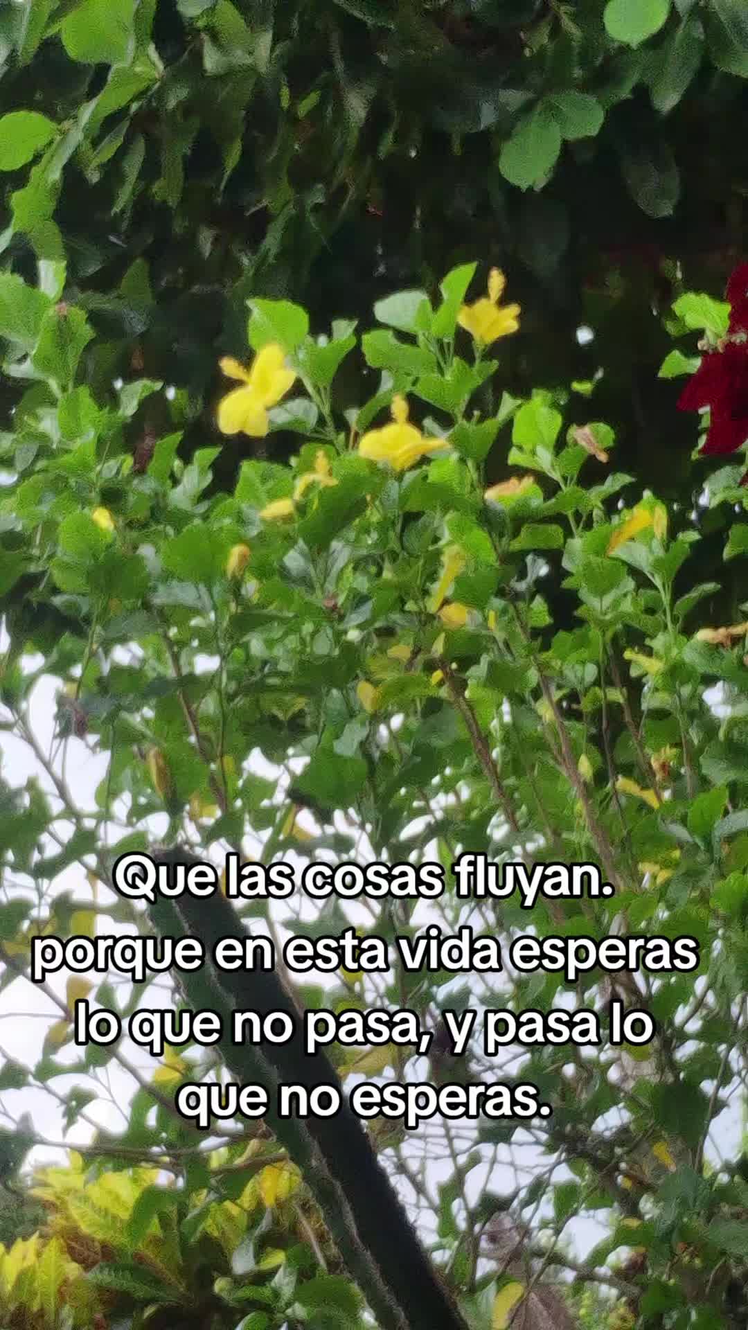 @Kbrera Vega