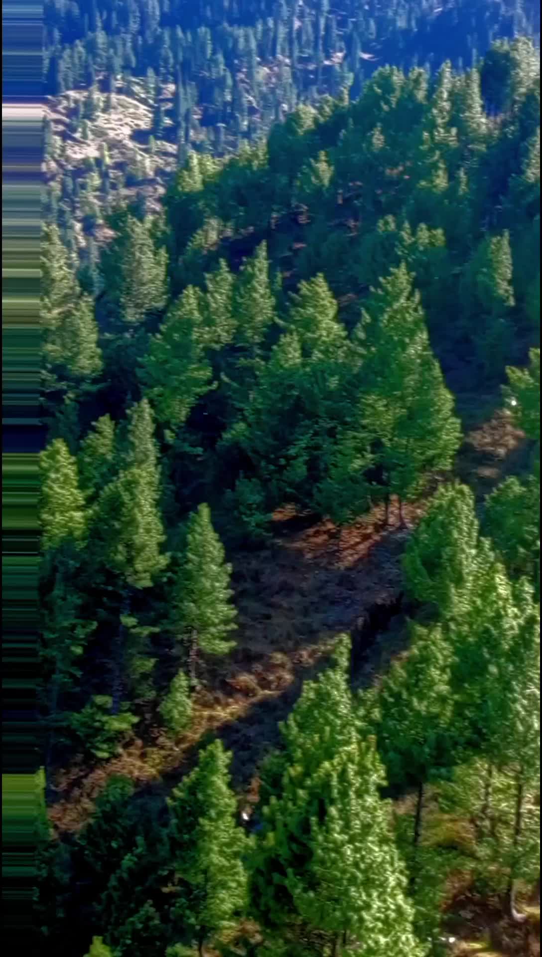 @🌲غر سنے 🌲