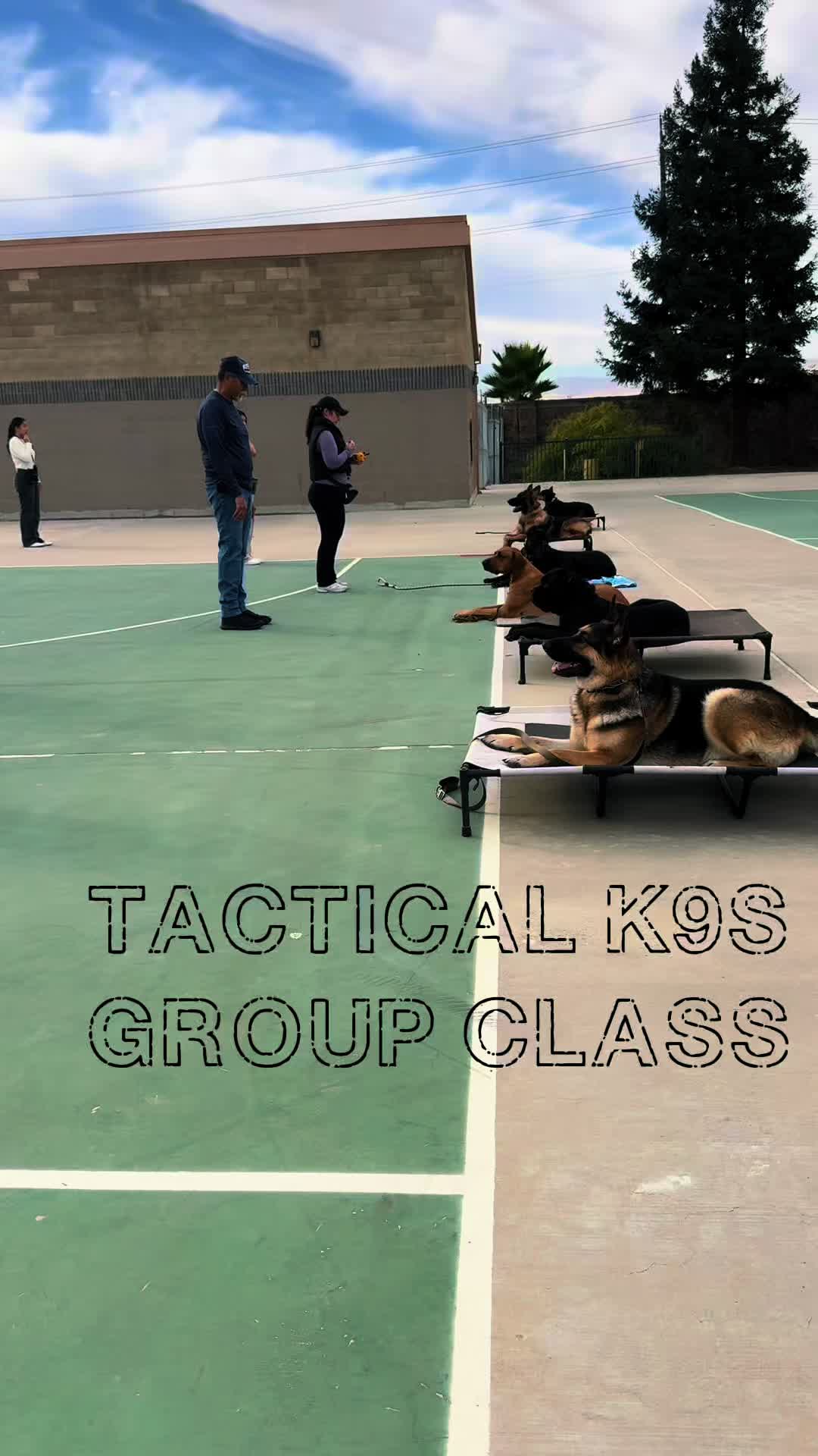 @Tactical K9s Dog Training
