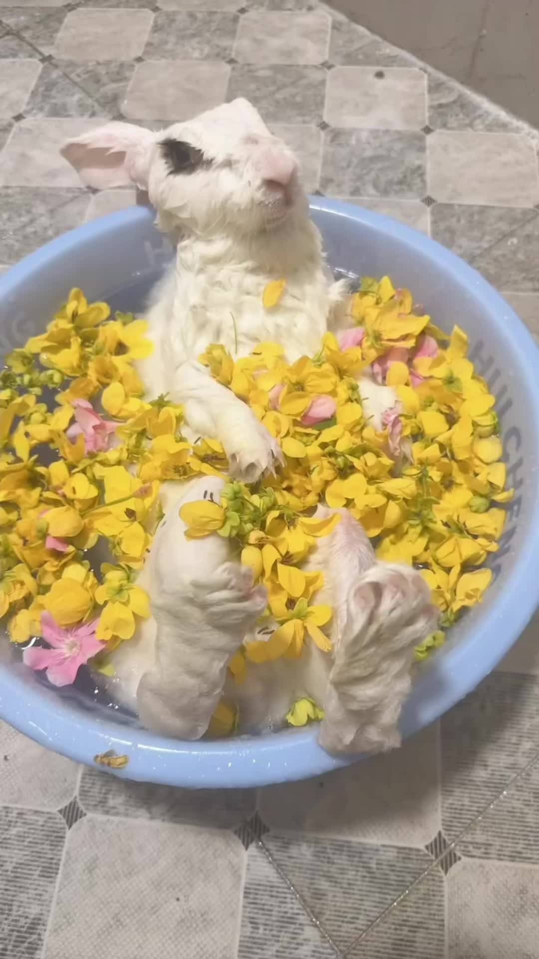@RabbitBall