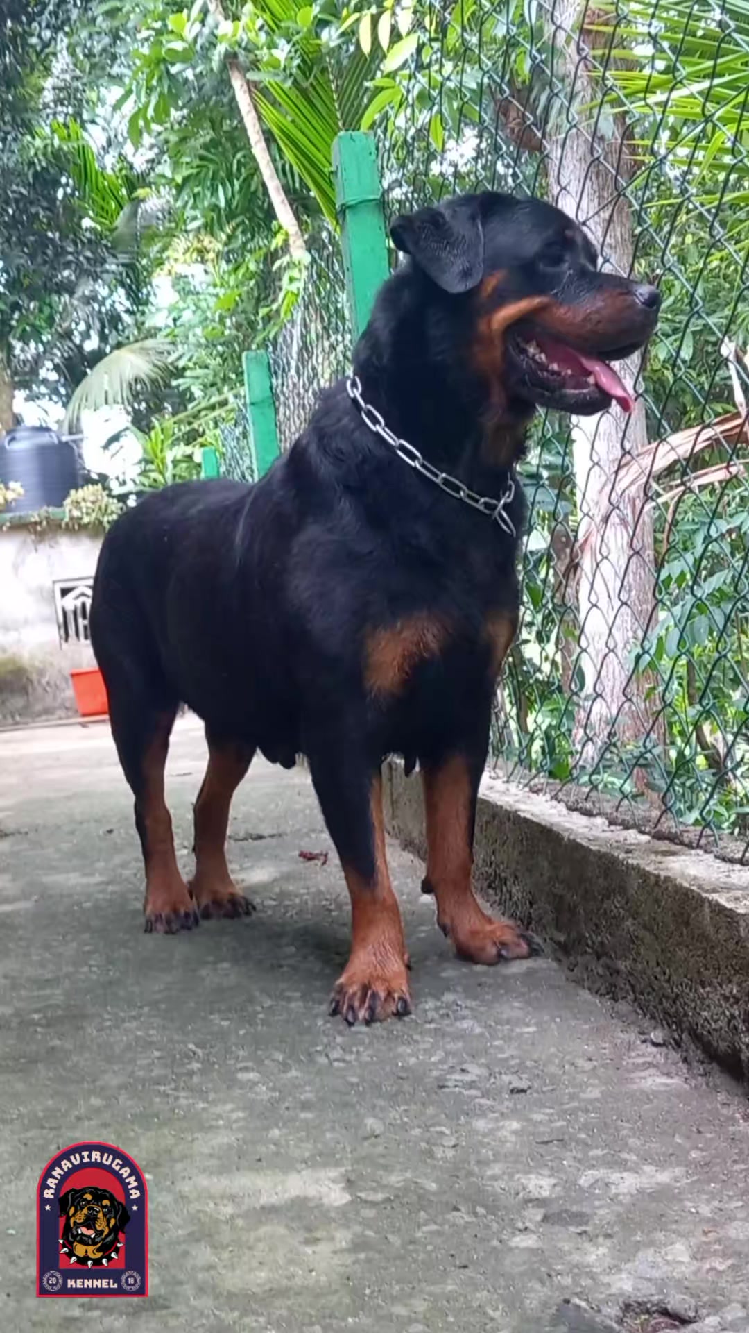 @Ranavirugama Kennel
